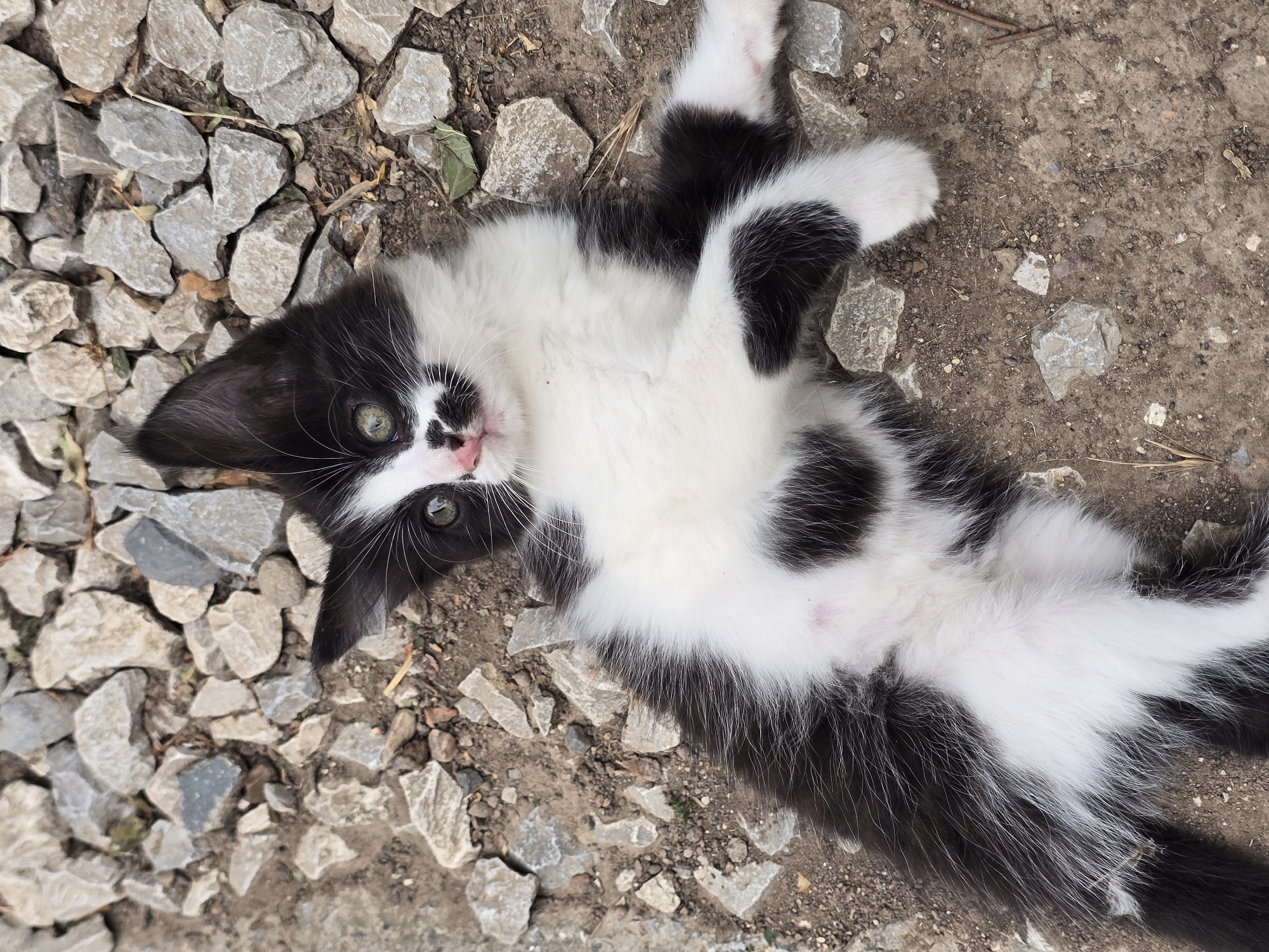 A black and white kitten lies on its back on a rough, gravelly ground. The kitten has green eyes, a pink nose, and white whiskers. Its fur is fluffy, with distinct black patches on its white coat. The ground is composed of various sizes of grey stones and dirt, with a few dried leaves and twigs scattered around. The kitten's paws are visible, and its belly is exposed. The overall impression is one of a relaxed or playful kitten in an outdoor, somewhat unkempt environment. There are no visible people or text in the image. The lighting suggests it could be daytime, with no strong shadows indicating a specific time. The setting appears to be a simple outdoor area, possibly a yard or pathway, in Kirchevo, Bulgaria.