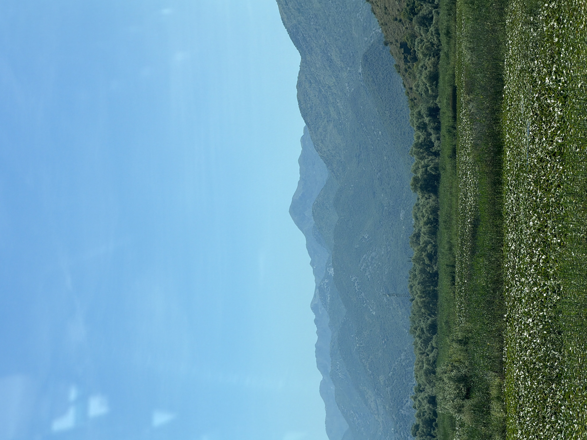 This is a wide-angle landscape photograph taken on a bright, clear day, likely from a slightly elevated position, in the vicinity of Vranjina, Montenegro. The scene depicts a tranquil natural environment dominated by water and vegetation leading up to a mountain range.
In the foreground, a dense expanse of lily pads covers the surface of a body of water, interspersed with tall green reeds and grasses. The lily pads are a vibrant green, with some appearing lighter, perhaps due to sun glare or the presence of white blossoms. The reeds and grasses create a textured, layered effect in the middle ground.
Beyond the water and vegetation, a dense forest of green trees forms a thick band across the landscape. These trees appear lush and healthy, creating a dark green contrast with the lighter foliage of the foreground.
In the background, a series of rolling mountains rise, their peaks softened by distance and atmospheric haze. The mountains are covered in vegetation, appearing as textured, layered slopes of varying shades of green and blue. The sky above is a clear, bright blue with a few faint, soft white reflections, possibly from a window or a protective screen through which the photograph was taken. There are no people, animals, or man-made structures immediately visible in the primary landscape, though a faint electrical pylon can be seen in the distance amongst the trees.
