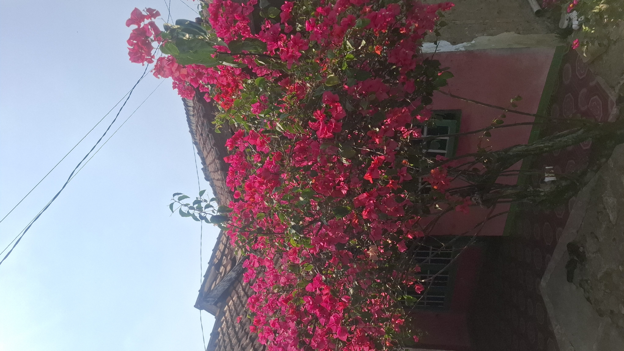 A vibrant bougainvillea bush with bright pink flowers cascades over a portion of a pink-walled house with a tiled roof. The house has a green-trimmed window. Above the house, power lines stretch across a clear blue sky. The ground in front of the house is paved with patterned tiles. The scene is captured during daylight.