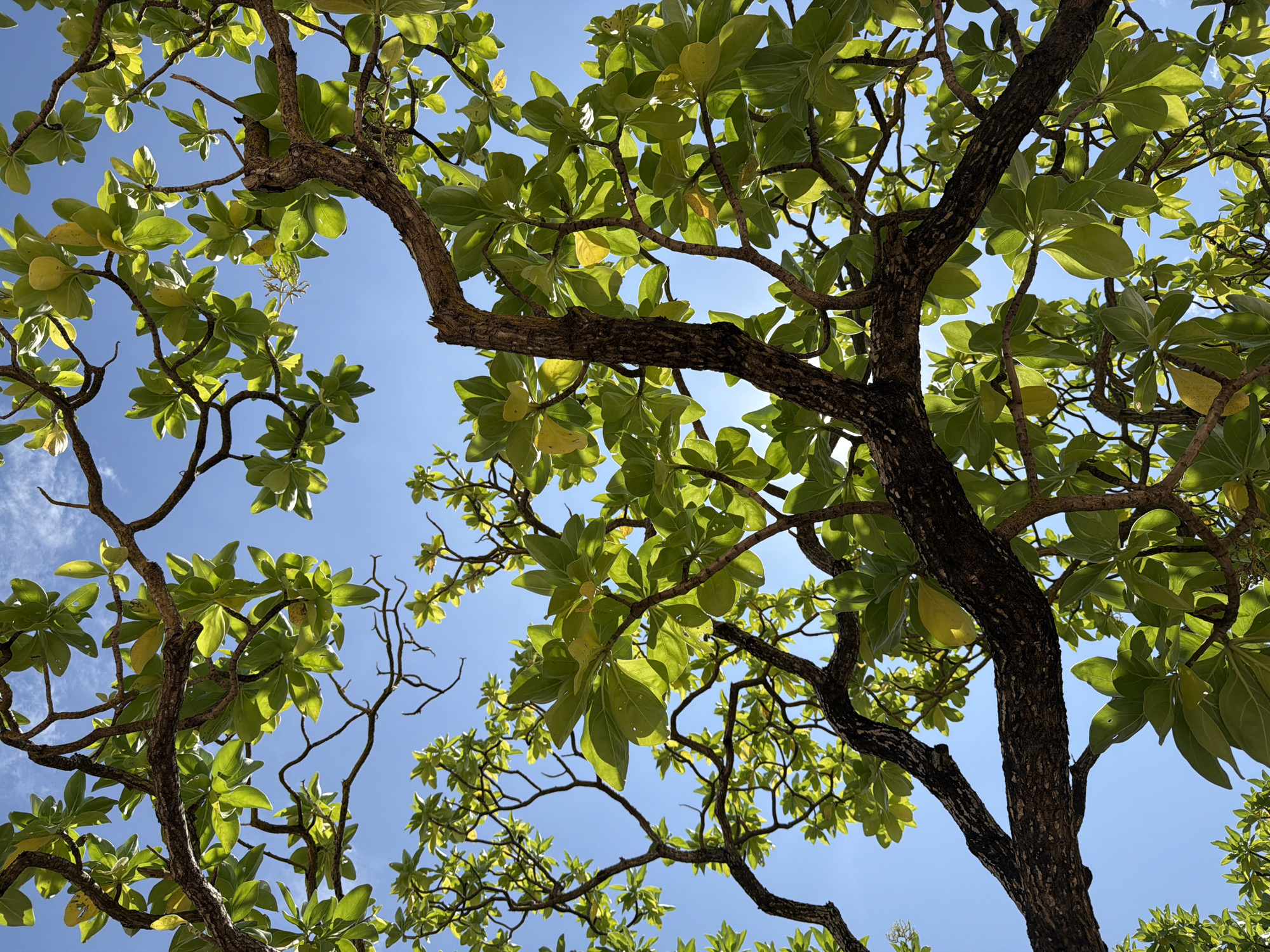 Looking up at a canopy of lush green trees in Nusa Dua, Indonesia, under a clear blue sky. The branches spread out, showcasing vibrant green leaves and a few yellow fruits, illuminated by the sun filtering through. The trunks are textured and brown.