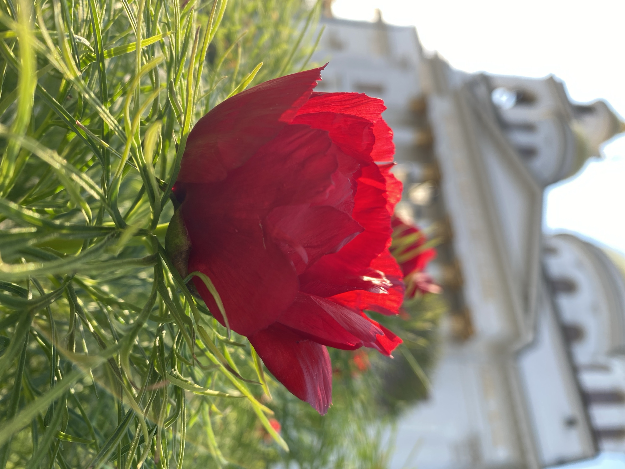 A low-angle shot of a red flower, likely a peony, is positioned on the left side of the frame. The flower is in partial bloom, revealing numerous petals. Surrounding the flower are thin, green leaves that appear grassy. In the blurred background is a light gray building, possibly made of concrete or stone. The location is Yekaterinburg, Russia. Other details are not distinguishable.