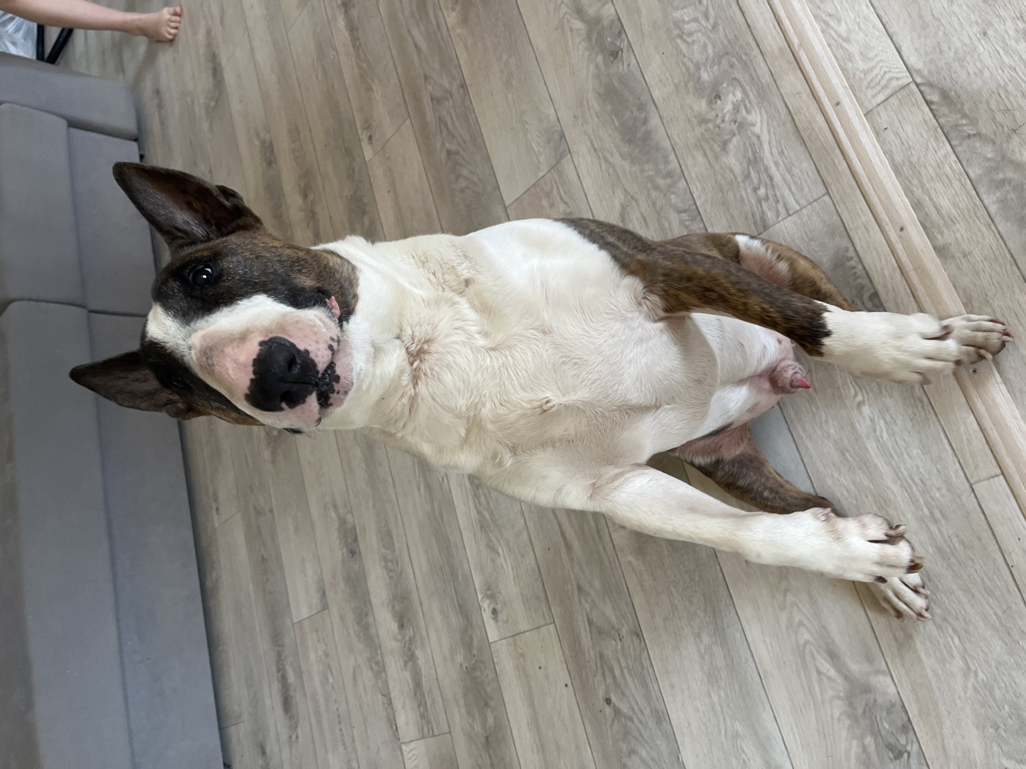 A brindle and white Bull Terrier dog lies on its back on a light grey wood-look floor. The dog is positioned diagonally across the frame, its head near the left side and hind legs towards the upper right. To the left of the dog is a grey sofa. In the upper left corner, a person's foot is partially visible. A wooden plank rests near the right edge of the frame. The location is presumably Chaikovsky, Russia.