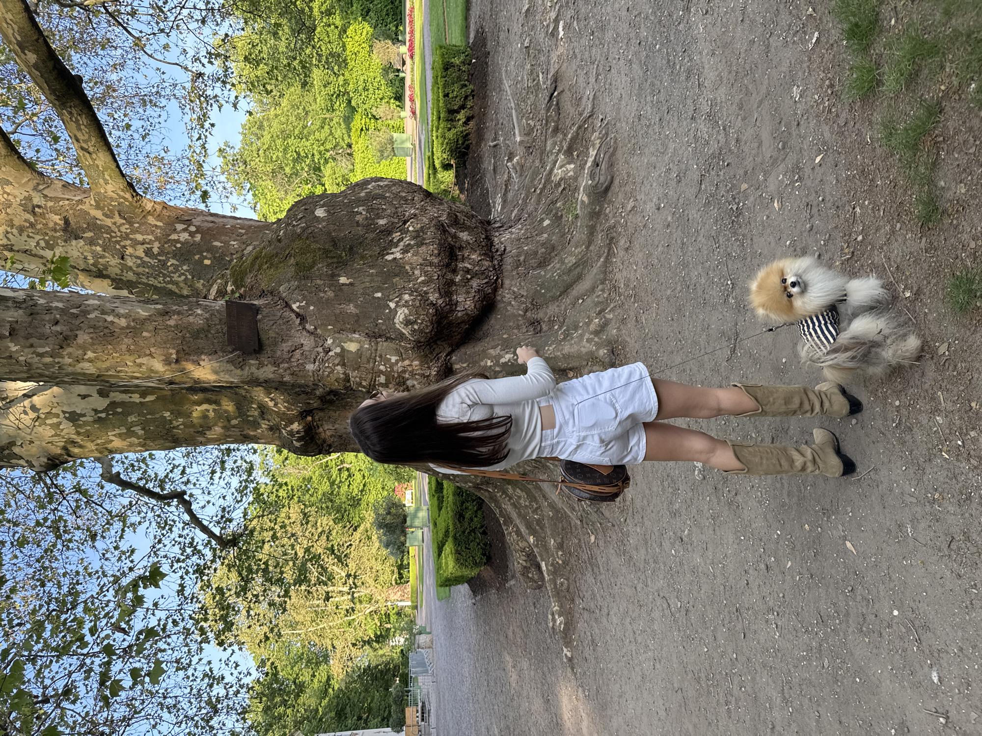 A full-length shot depicts a young woman in Unknown walking a dog, captured in an exterior setting. The woman, with long dark hair, wears a white, long-sleeved top, white shorts, and tan boots. She carries a brown purse over her shoulder and stands near a large tree, with her hand touching the tree trunk. A small, fluffy, light brown and white dog on a leash is near her. The dog is wearing a black and white striped shirt. The ground appears to be a dirt path or walking area. In the background, there are other trees and manicured landscaping, as well as what appears to be a distant fence and some building elements. The sky is visible through the branches of the trees.