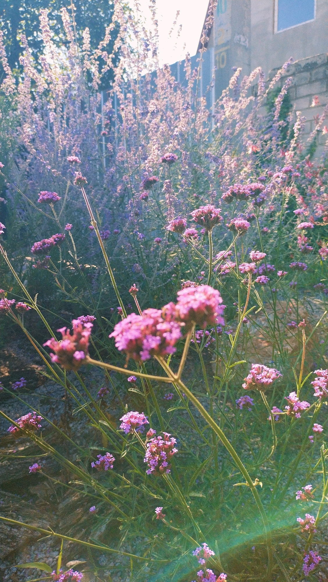 The image shows a close-up view of a garden filled with verbena flowers, predominantly in shades of purple and pink. The flowers are clustered in dense heads on tall, slender stems. The sunlight filters through the blooms, creating a soft, dappled effect and a lens flare in the lower right corner. In the background, a building with a light-colored facade and a window is visible, along with a brick wall. The presence of a building and wall suggests an urban or suburban setting. Given the location of Horishni Plavni, Ukraine, this scene is likely a garden within a residential area, a park, or a public space in the city. There are no people or animals visible in the image.