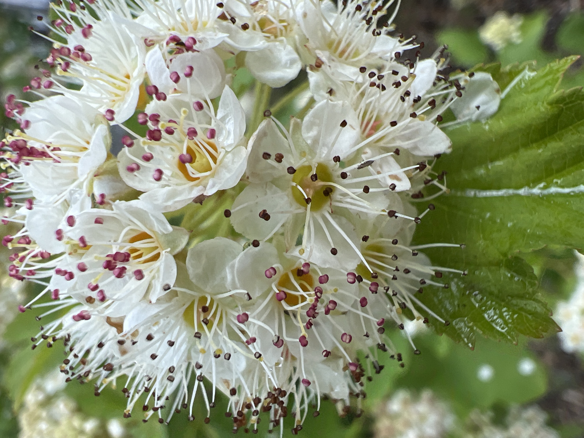 A close-up photograph captures a dense cluster of small white flowers, likely from a shrub or tree, set against a blurred green background of foliage. Each individual flower features five white petals surrounding a pale yellow-green center. The most prominent characteristic is the abundance of long, delicate white stamens, each tipped with a distinctive reddish-purple anther. Some anthers appear darker, almost dark brown or black, possibly due to lighting or ripeness.
Green leaves with visible veins and serrated or lobed edges are partially visible, primarily on the right side of the image, appearing fresh and possibly slightly wet or glossy. The lighting suggests natural daylight conditions. No specific activity is depicted, as the image is a static botanical study focusing on the intricate details of the blooms. There is no visible text. The scene is located in Chaikovsky, Russia.
