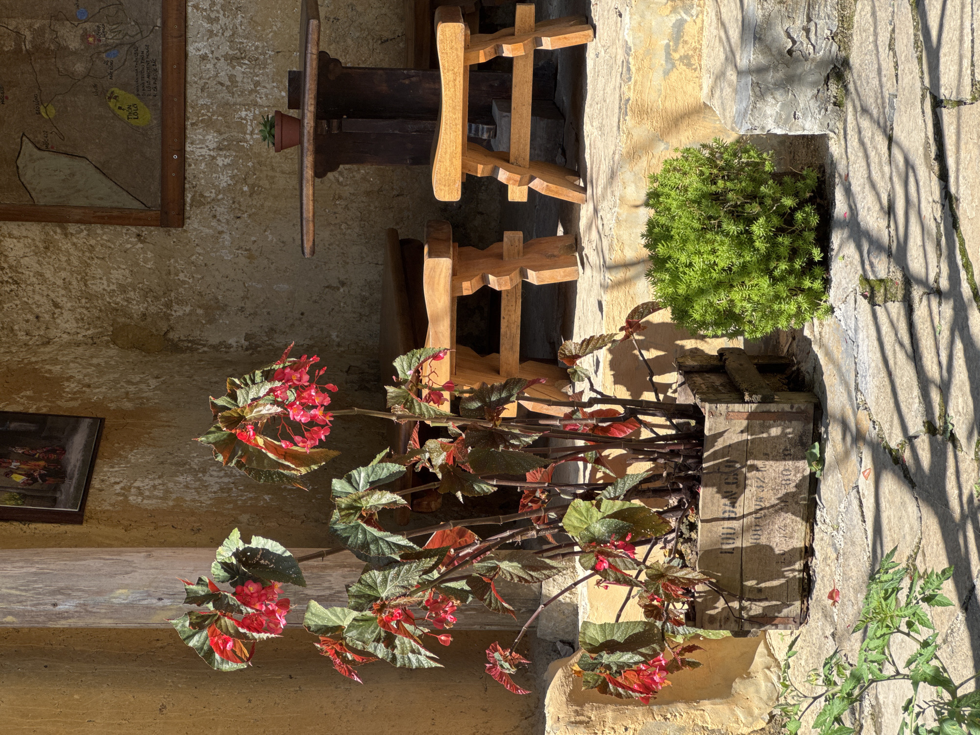 The image shows an exterior scene in Lũng Cú Commune, Vietnam, as indicated by the OCR text "SEO LŨNG" and "THÔN LOLO" which are part of a sign in the upper left corner of the image.
The scene is comprised of an aged, light-yellow stucco or plaster wall. There are some hanging art pieces along the wall. In the center of the scene is a rustic, wooden chair made of light-colored wood, next to a dark-wood small table.
In front of the chair is a large, rectangular planter. The planter contains begonias with red flowers and deep green leaves, which cascade toward the bottom of the frame. To the right of the begonias in the planter is a small bush, and more vegetation is growing alongside the wall.
The right side of the frame shows a stone patio, with shadows cast on it from overhead. The overall impression is one of a courtyard or garden area within the commune.