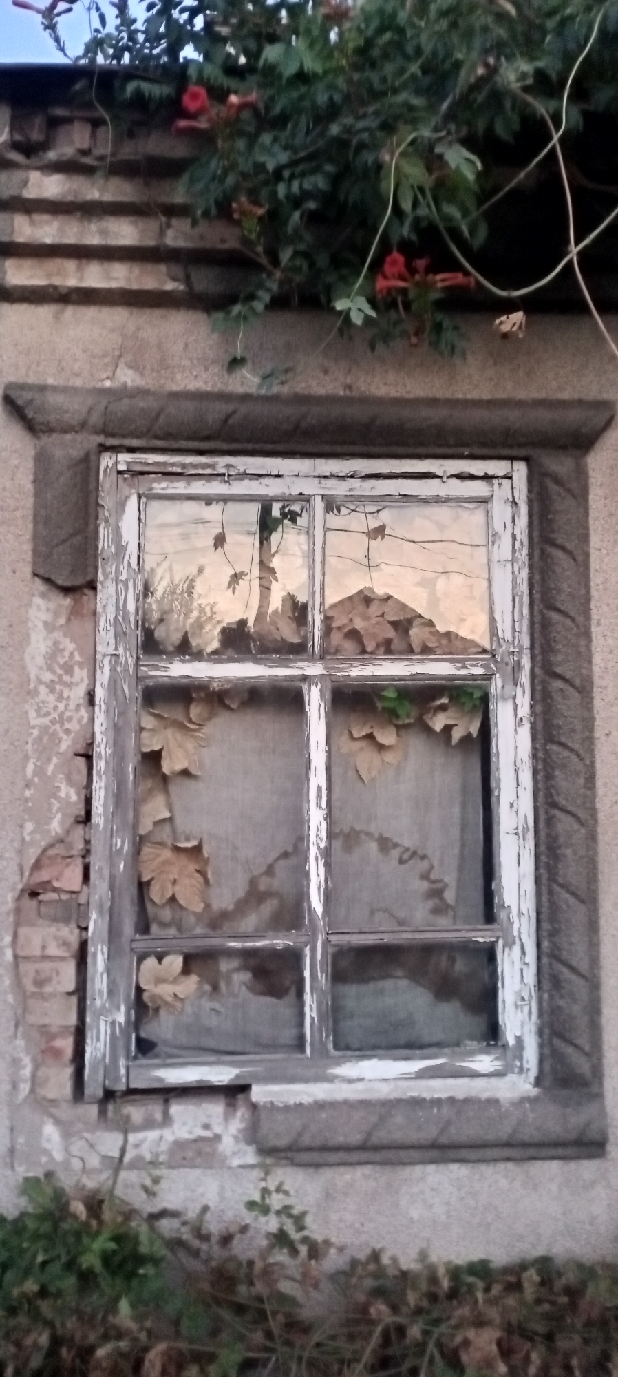 A dilapidated window frame with peeling white paint is set into a rough-textured, weathered wall. The window itself has multiple panes divided by mullions, with some panes covered by a sheer, patterned fabric. Dried leaves are stuck to the glass and fabric. Red flowers and green foliage from a climbing plant are visible above and around the window. The wall below the window is made of cracked plaster and exposed brickwork. There are plants growing at the base of the wall. The scene appears to be outdoors, possibly in a rural or older part of the city of Sokuluk, Kyrgyzstan, given the architectural style and overgrowth.
