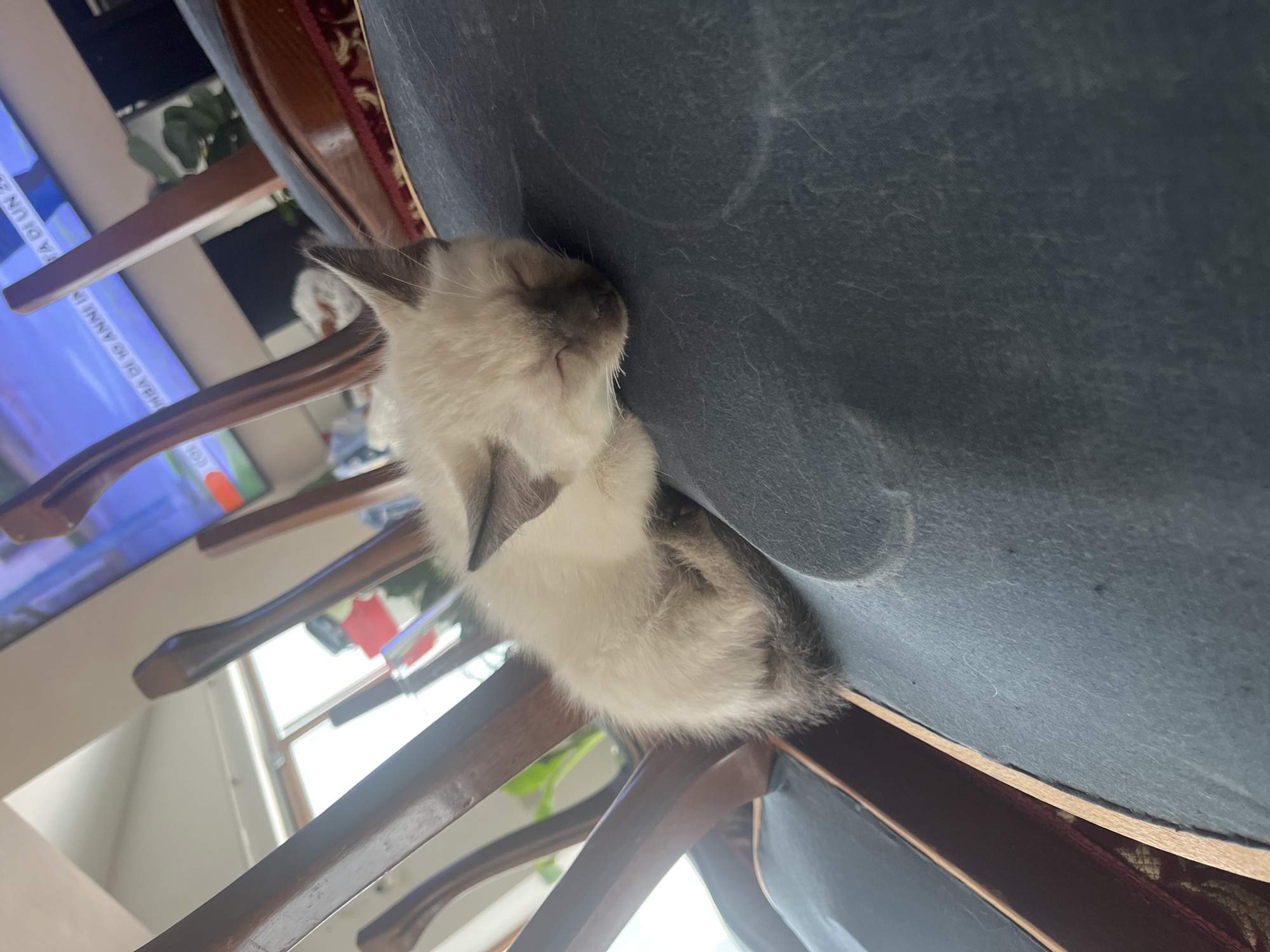 A young, light-colored kitten with dark markings on its ears and face is sleeping curled up on the dark blue upholstered seat of a chair. The chair appears to be part of a dining set, with wooden chair backs visible in the background. Through a window or opening behind the chairs, a television screen displaying a news report or broadcast is visible, as is a glimpse of greenery. The scene is indoors, likely in a residential setting in Ceraso, Italy, given the context provided. The lighting suggests it is daytime.