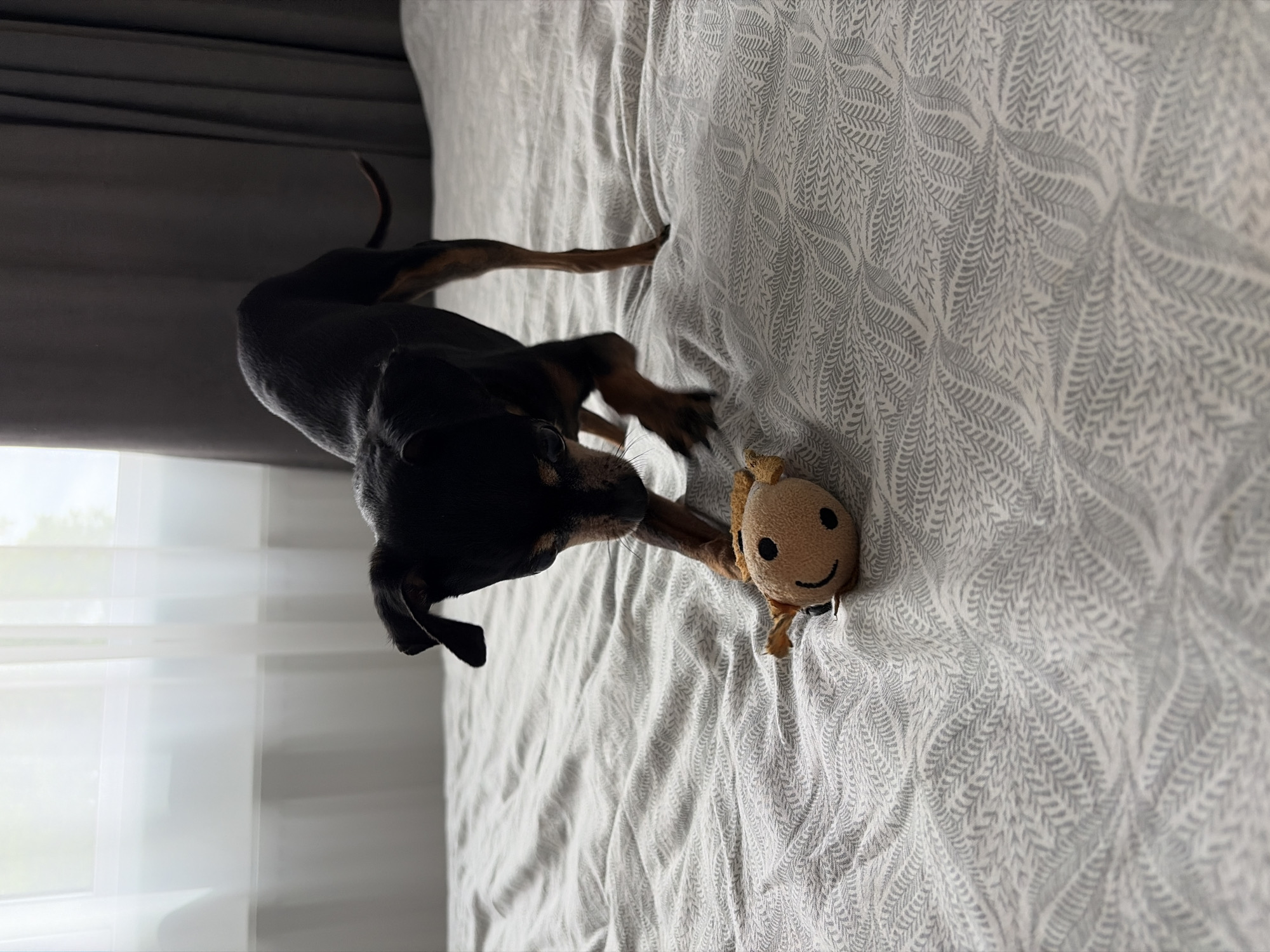 An overhead shot captures a small, black and tan dog, resembling a Miniature Pinscher or Dachshund mix, standing on a bed. The dog is positioned towards the center-right of the frame, looking down at a small, light brown, plush toy with a stitched smiley face, suggesting engagement or play.
The bed is covered with light-colored (white or light grey) sheets featuring a subtle, intricate pattern of repeating leaf or feather-like motifs. To the left, a window with sheer white curtains allows bright daylight to illuminate the room, indicating it is daytime. Darker curtains or blinds are visible at the very top edge of the frame. The scene conveys a calm, domestic atmosphere. No text is visible in the image. This interior scene is set in Svetovrachene, Bulgaria.