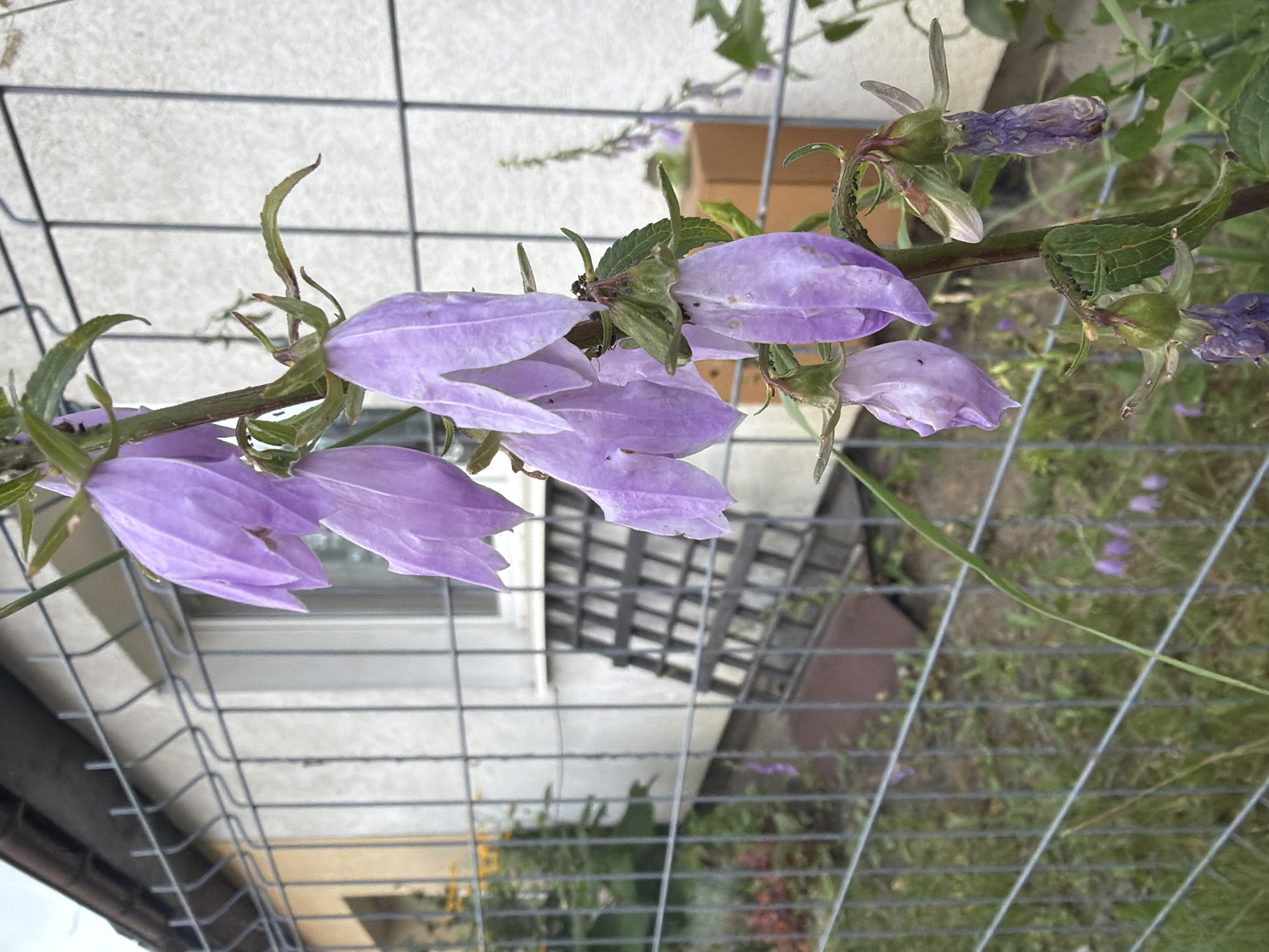 A close-up, eye-level, medium shot captures a stem of purple bell-shaped flowers with delicate green leaves, positioned in the foreground. The flowers are on the right side of the frame, with some in full bloom and others wilting, and a metallic wire fence runs diagonally from the bottom left to the top right corner of the image, partially obscuring the view. Behind the fence, a cream-colored building with a brown-tiled roof is visible, featuring a window with a dark lattice grate. The ground behind the fence is covered in green grass, with scattered small purple flowers and a reddish-brown object. The scene suggests an outdoor setting, likely a garden or yard, in Szczecin, Poland. There are no people or animals present.
