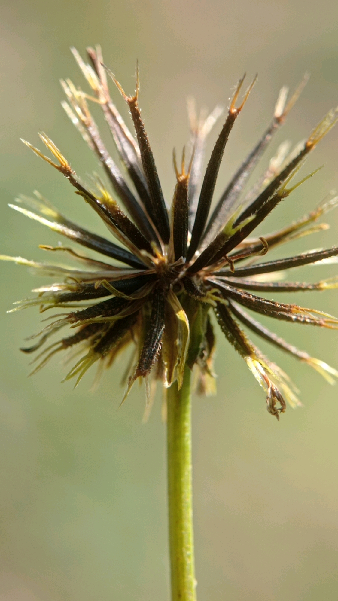 A close-up, vertical shot shows the seed head of a Bidens pilosa flower, commonly known as Spanish needles or beggar-ticks, against a softly blurred green background. The seed head is spiky and dark brown, with some lighter, straw-colored structures radiating outwards. The stem is a bright green and is visible in the lower part of the frame. The image was taken in Batu, Indonesia.