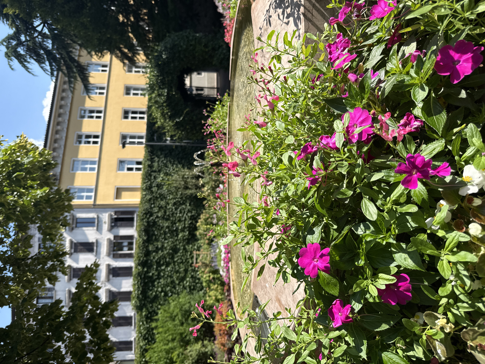 The image captures a bright, sunny day in the city of Trento, Italy. In the foreground, a vibrant cluster of pink impatiens flowers and green foliage spills out towards the viewer, partially obscuring a circular fountain. The fountain, constructed of stone, contains clear water where a gentle spray can be seen. Behind the fountain, a meticulously maintained hedge forms a lush green wall. Beyond the hedge, a yellow building with white-framed windows and a white building with darker shutters are visible, suggesting an urban or institutional setting. Trees with dark green leaves, possibly cypresses, frame the scene on the right. On the left, the branches of a leafy tree cast dappled shadows. An arched opening in the hedge, covered in ivy, reveals a glimpse of a paved path and an ornate gate in the distance, hinting at a garden or courtyard beyond. The overall impression is one of a tranquil, well-kept public space.
