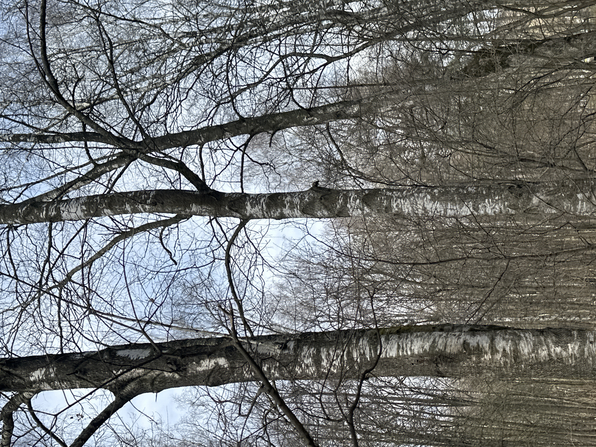 The image captures a view looking up through the bare branches of birch trees against a pale sky, potentially taken in Moscow, Russia. The trunks are distinctive with their white bark and dark markings. The branches are dense and interwoven, creating a complex pattern against the sky. The overall scene suggests late autumn or winter. The angle is specifically from below.
