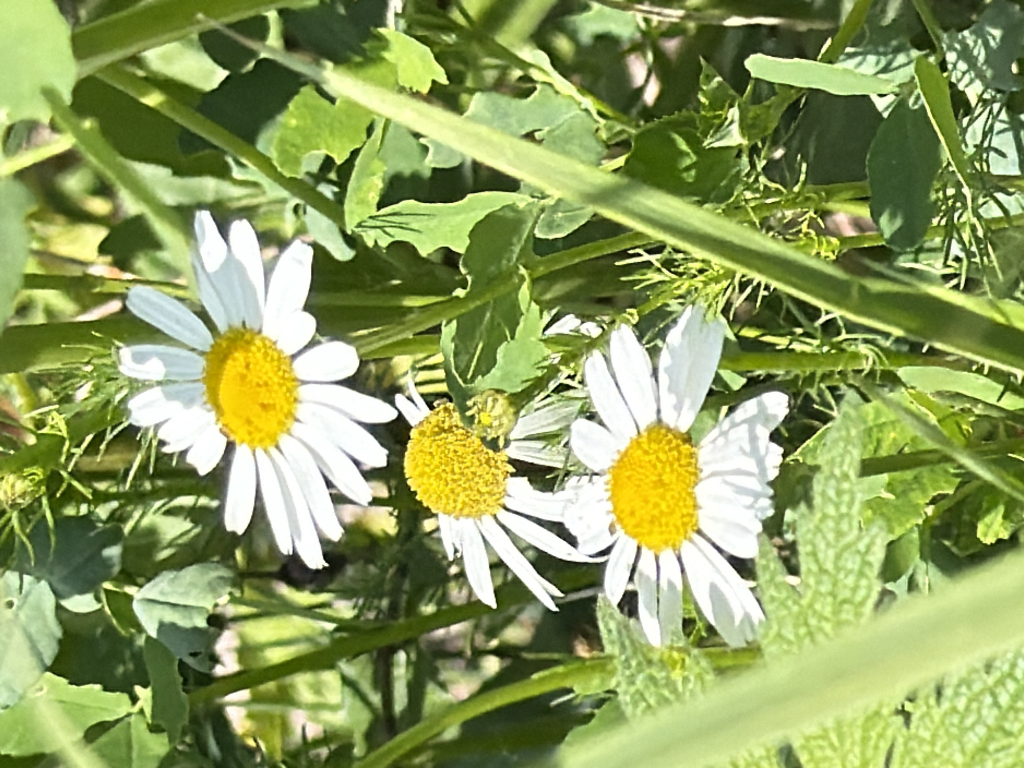 This image captures a close-up view of three white and yellow daisy-like flowers amidst lush green foliage. The scene appears to be a vibrant outdoor natural environment, possibly a field or garden, bathed in bright sunlight.
The prominent subject is a cluster of three flowers. On the left, a fully bloomed daisy with numerous white petals radiating from a textured, bright yellow center stands out clearly. In the middle, a slightly smaller or younger flower is visible, also featuring white petals and a distinct yellow core. To the right, another well-formed daisy displays its white petals and sunny yellow center. The petals of all flowers show soft shadows and highlights, indicating the direction of light.
The background and foreground are filled with various shades of green leaves and stems, some appearing as blades of grass, others as broader leaves. Some foliage elements are in sharp focus, while others are softly blurred, creating a natural depth of field. A thick, bright green stem or blade of grass cuts diagonally across the top right and bottom left portions of the frame. The strong light creates distinct shadows among the leaves and on the petals, suggesting it is daytime with clear, sunny weather, likely morning or afternoon. No people or animals are visible, and there is no discernible text. The image conveys a sense of natural beauty and growth.