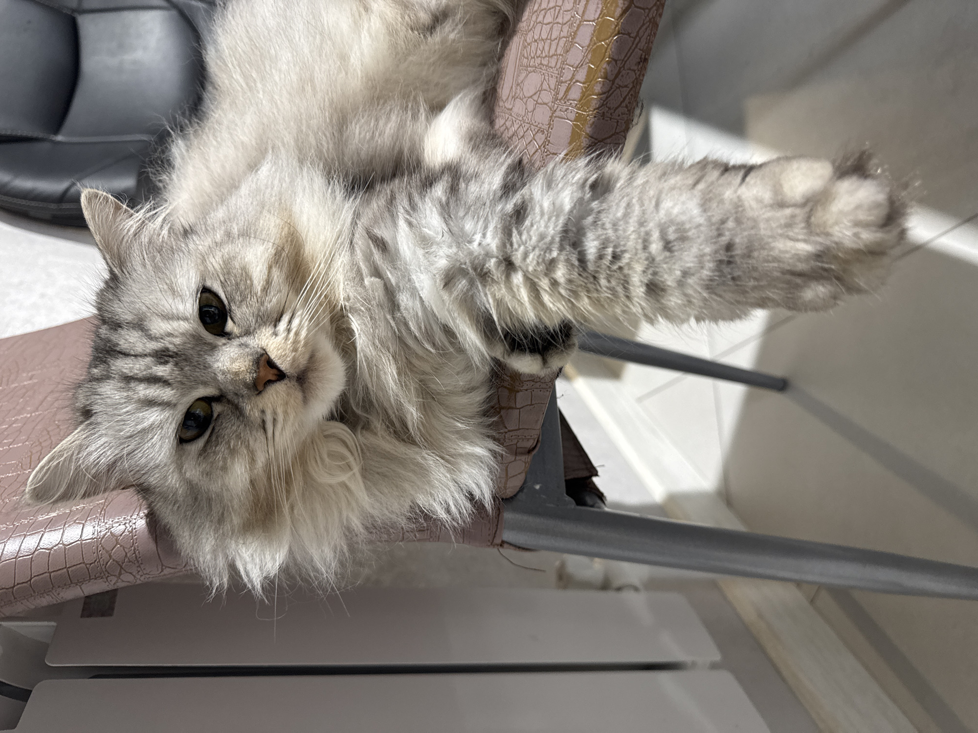 A fluffy, grey and white cat lies upside down on a chair. The chair has a light pink seat. The cat's right front paw is extended forward. A black chair is partially visible in the upper left corner. A white wall is visible behind the chair. The location is unknown.