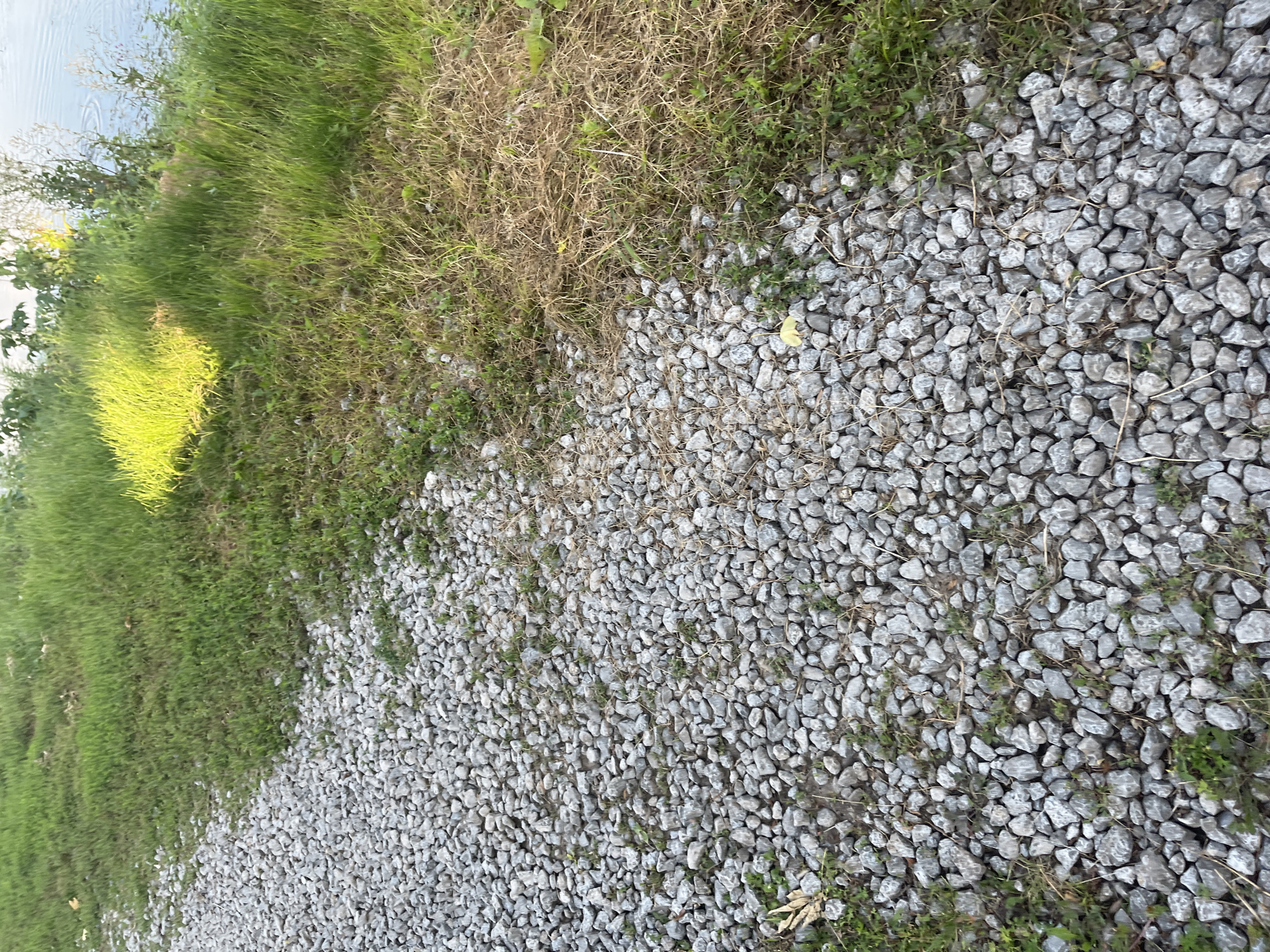 The image shows a gravel path adjacent to a grassy area with some dead grass. The path is composed of small, light gray stones. The grass is green in some areas and a dry, yellowish-brown in others. In the background, there is a body of water and some vegetation. The scene appears to be outdoors, possibly in a park or along the edge of a body of water. There are no people or animals visible in the image. The lighting suggests it is daytime, with sunlight illuminating some parts of the grass. The location is in Blagoveshchensk, Russia.