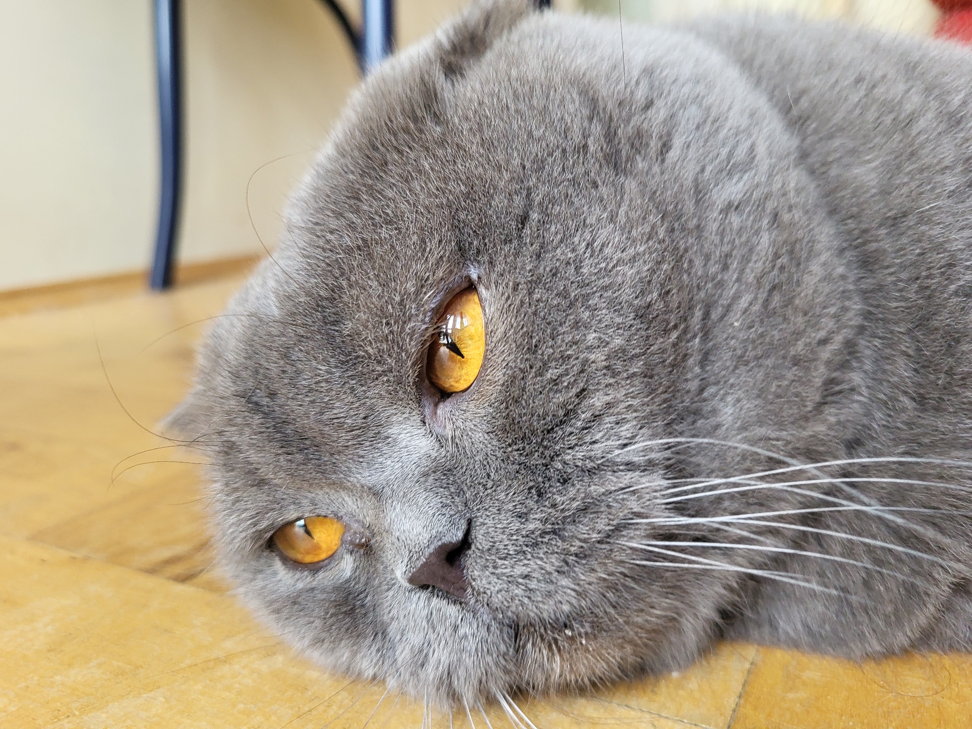 The image is a close-up, eye-level shot of a British Shorthair cat lying down on a light brown wooden floor. The cat is predominantly grey with large, striking orange eyes that reflect light. Its fur appears soft and dense. The cat's head is tilted, with its face partially obscured, but its prominent whiskers are clearly visible. In the background, out of focus, is a hint of yellow wall and a dark, curved object that could be part of a chair or table leg. The lighting suggests an indoor setting, possibly during the day due to the bright reflections in the cat's eyes. The overall mood conveyed is one of peaceful relaxation, with the cat appearing calm and perhaps a little drowsy. There is no visible text in the image.