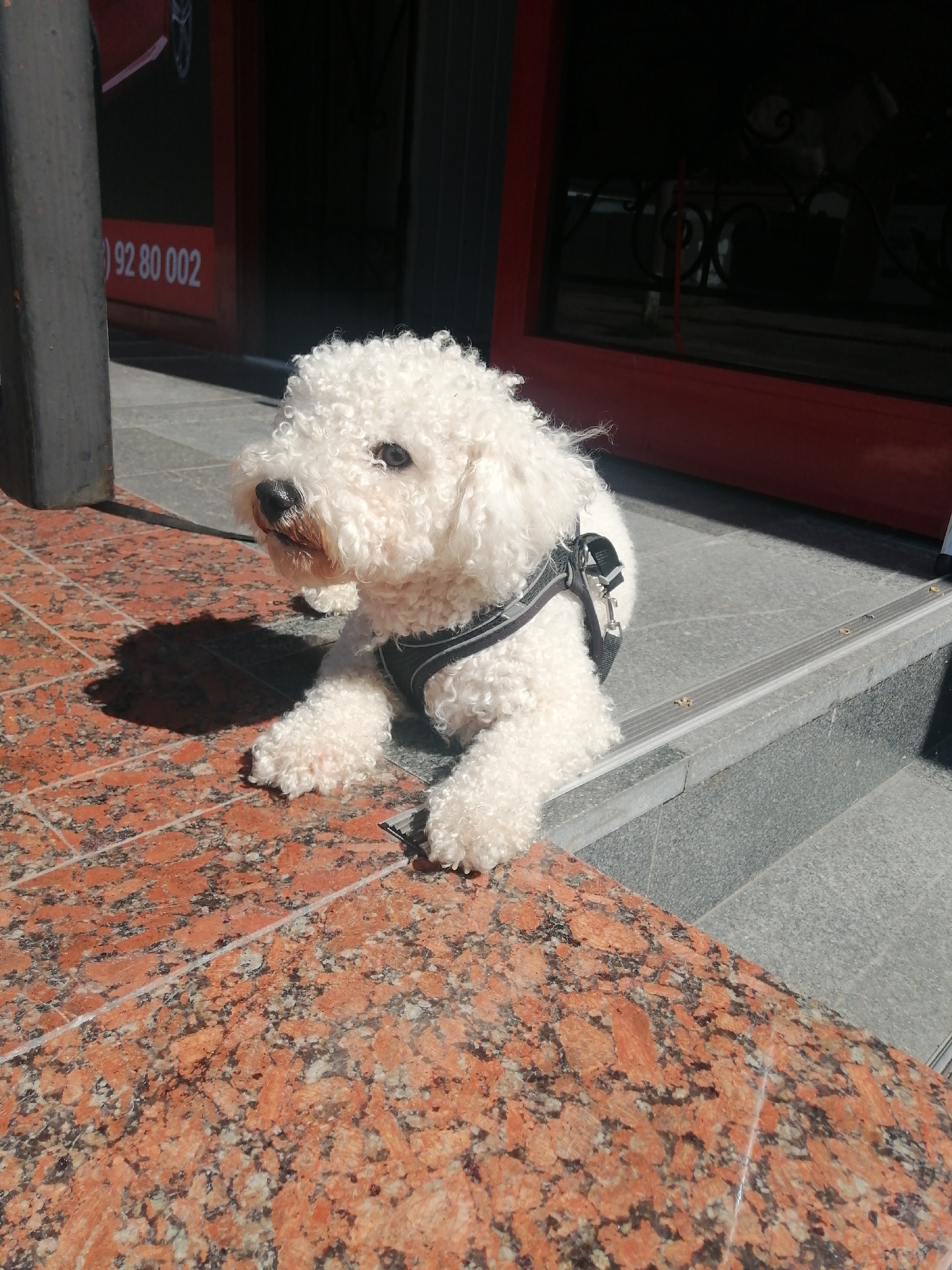 A white, curly-haired dog with a black harness is lying on a granite surface in front of a building. The dog is looking to the left of the frame. In the background, there is a red door with a phone number printed on it and a dark window. The ground is made of granite tiles and concrete steps. The scene appears to be outdoors on a sunny day. The location is the city of Kremenchuk, Ukraine.