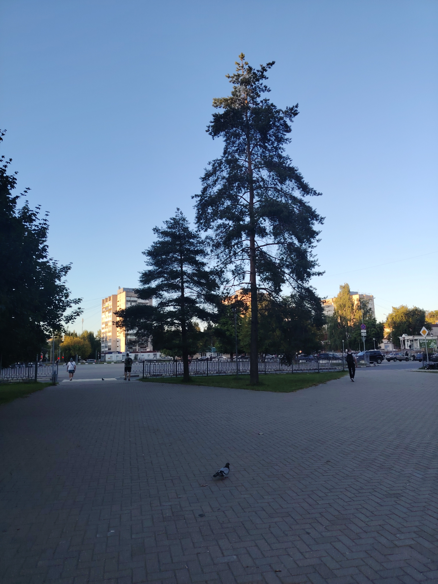 This is a photograph taken outdoors in the city of Konakovo, Russia, likely in a public square or park area. The sky is clear and blue, suggesting it is daytime, possibly late afternoon due to the quality of light. In the foreground, a paved walkway made of grey interlocking bricks is visible. A single pigeon is walking on the walkway. Further back, two people are walking away from the camera on another paved area, separated by a decorative metal fence and a strip of green grass. Beyond the fence, there is a multi-story residential building with a light-colored facade, illuminated by the sun. Several tall evergreen trees are prominent in the midground and right side of the image, some silhouetted against the sky. A street with parked cars and some commercial buildings can be seen in the background. The overall scene depicts a tranquil urban environment.