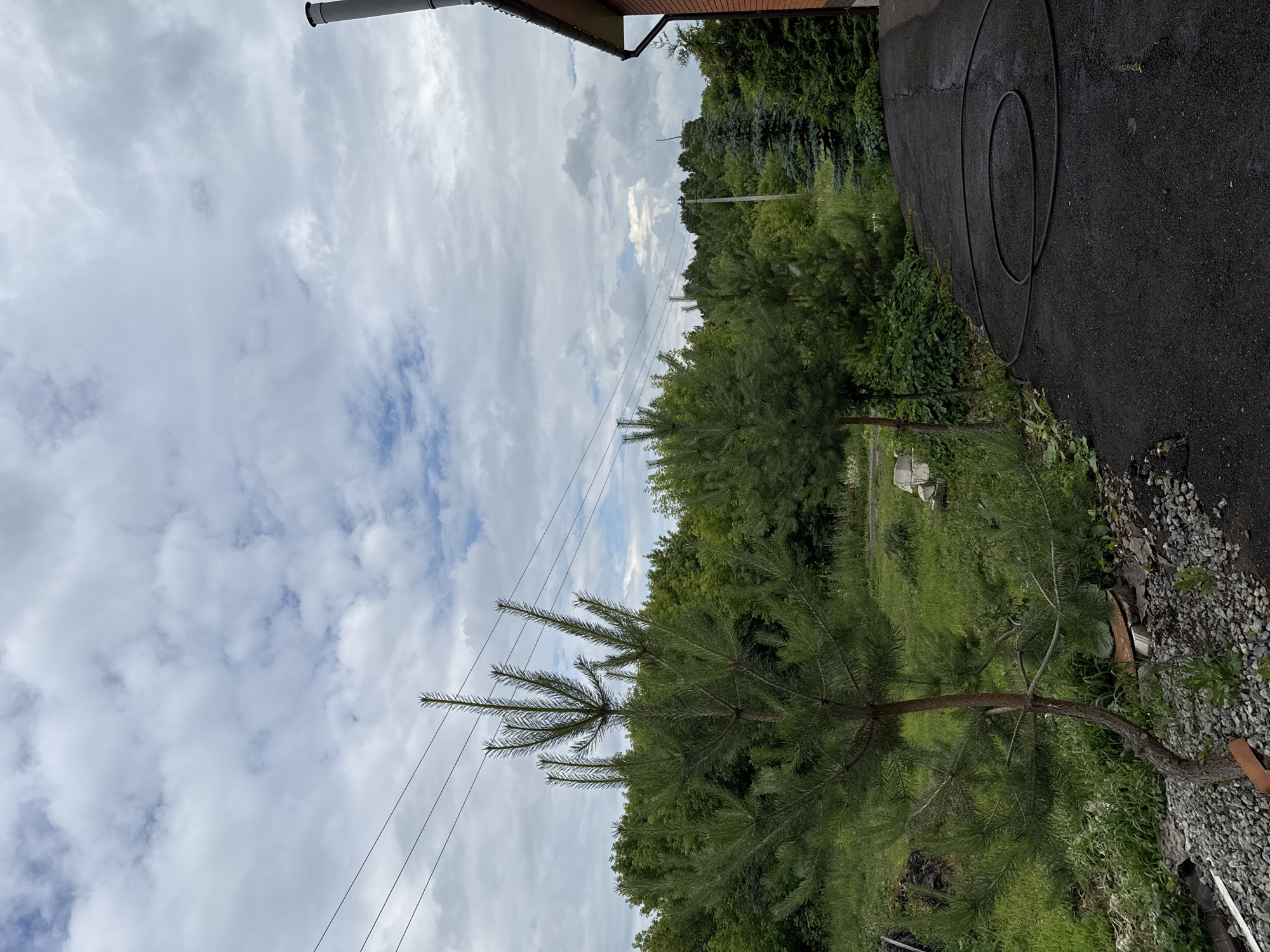 The image depicts an outdoor scene, likely in the city of Malmyzh, Russia, on a cloudy day. In the foreground, a young pine tree with a curved trunk grows from a gravelly area next to a paved surface. The paved surface, which appears to be asphalt, has a black coiled hose lying on it. To the right, a portion of a brick building is visible, with a chimney extending upwards. In the background, a dense line of green trees forms a natural boundary, with a few power lines stretching across the sky above them. The sky is filled with white and grey clouds.