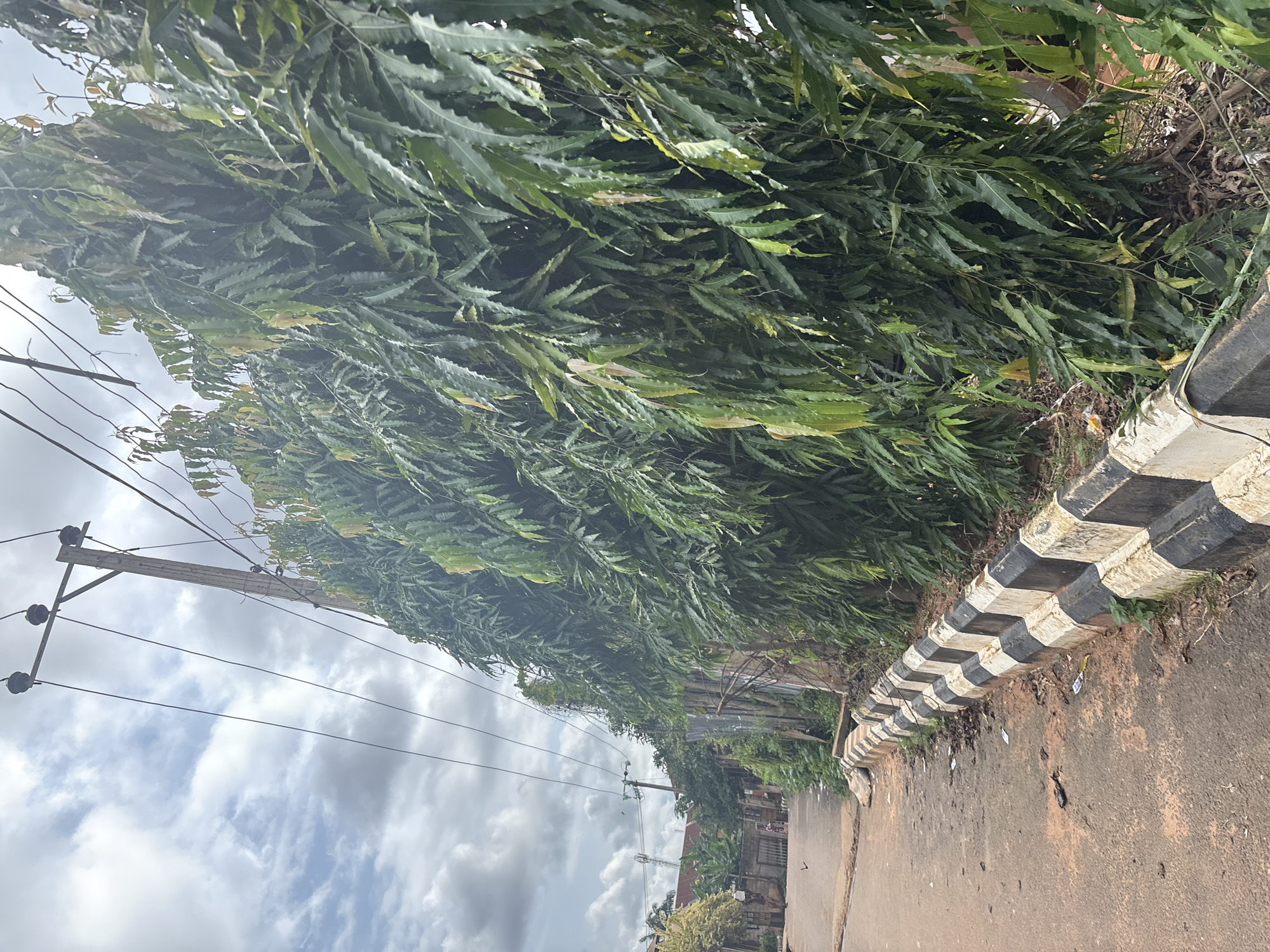 This image shows a roadside scene in Nkpor, Nigeria, under a cloudy sky. A paved road, appearing somewhat worn and dusty, occupies the left side of the frame, with a black and white striped concrete barrier running along its edge. Beyond the barrier, a dense wall of tall, leafy green trees with elongated, serrated leaves dominates the right side of the image. A wooden utility pole with electrical wires stretches across the upper portion of the scene. In the background, a fence made of corrugated metal and bamboo is visible, along with buildings and distant structures. A few scattered pieces of trash are present on the road and along the barrier. There are no people clearly visible in the immediate foreground.