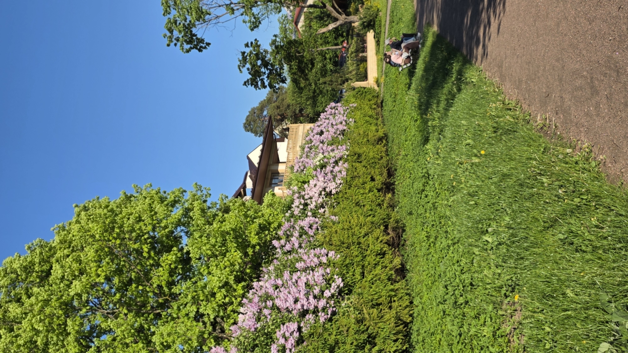 The image shows an outdoor scene in Gatchina, Russia, on a sunny day. A walkway runs along the right side of the frame, bordering a grassy area with scattered dandelions. A row of green bushes and flowering lilac shrubs separates the walkway from a building partially visible in the background. The building is a residential structure with a brown roof and a balcony. A large tree with vibrant green leaves dominates the left side of the frame. In the distance, two individuals are seated near a fence.