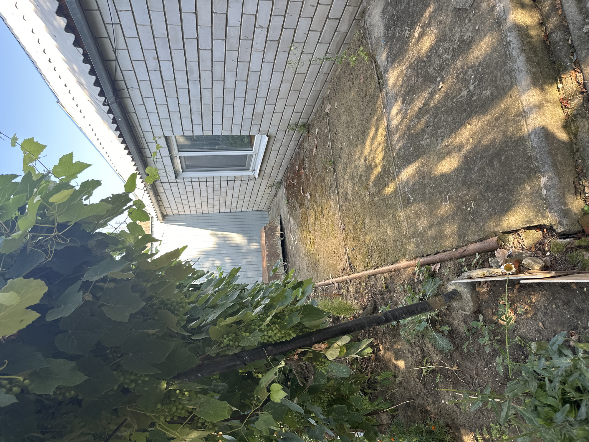 The image shows a side yard of a building in Temryuk, Russia. The building has a light brick exterior and a corrugated roof. A window with white trim is visible on the building. To the left of the building, there is a dense vine with green grapes growing on a dark pole. A concrete pathway runs alongside the building, bordered by a patch of dirt and vegetation. The ground is illuminated by dappled sunlight, creating shadows on the concrete. A metal fence or gate is visible in the background. There are no people or animals in the image.