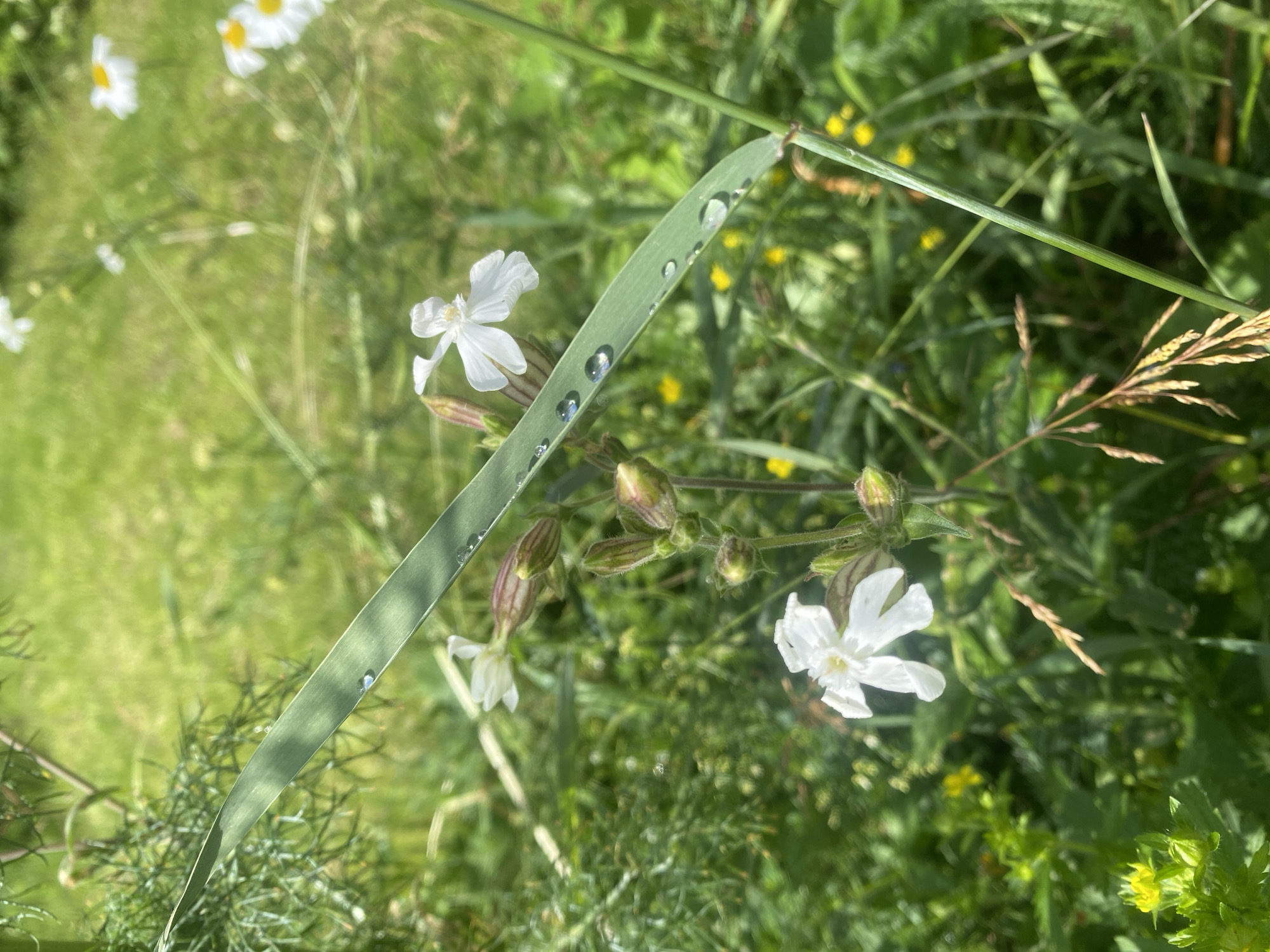 The image depicts a close-up view of a blade of grass with several water droplets resting on its surface. The grass is positioned diagonally across the frame, with its lower portion extending out of focus. In the background, out-of-focus wildflowers, primarily white and yellow, are visible amidst lush green foliage. The environment suggests a natural outdoor setting, possibly a meadow or field. The image does not contain any people or specific identifiable landmarks within Lindo-Pustyn' (Kantaurovskii S/S), Russia. The lighting indicates a bright, sunny day.