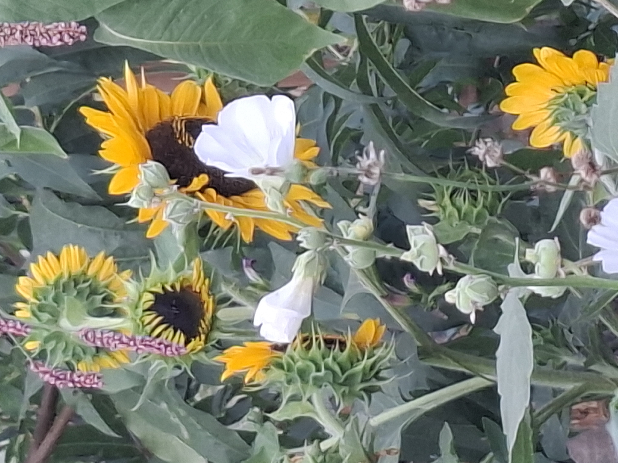 A close-up, eye-level shot captures a cluster of sunflowers and other flowering plants in an outdoor setting, likely a garden or park in Almaty, Kazakhstan. The sunflowers exhibit vibrant yellow petals and dark centers, with some in various stages of bloom. Interspersed among them are delicate white flowers, buds, and tall, thin stems with small green seed pods. Lush green foliage forms a dense backdrop, with some hints of brown branches visible at the top. The lighting suggests it is daytime, with soft shadows indicating diffused sunlight. No people are present in the frame. The overall impression is one of natural beauty and growth, with a focus on the intricate details of the flowers and their surroundings.