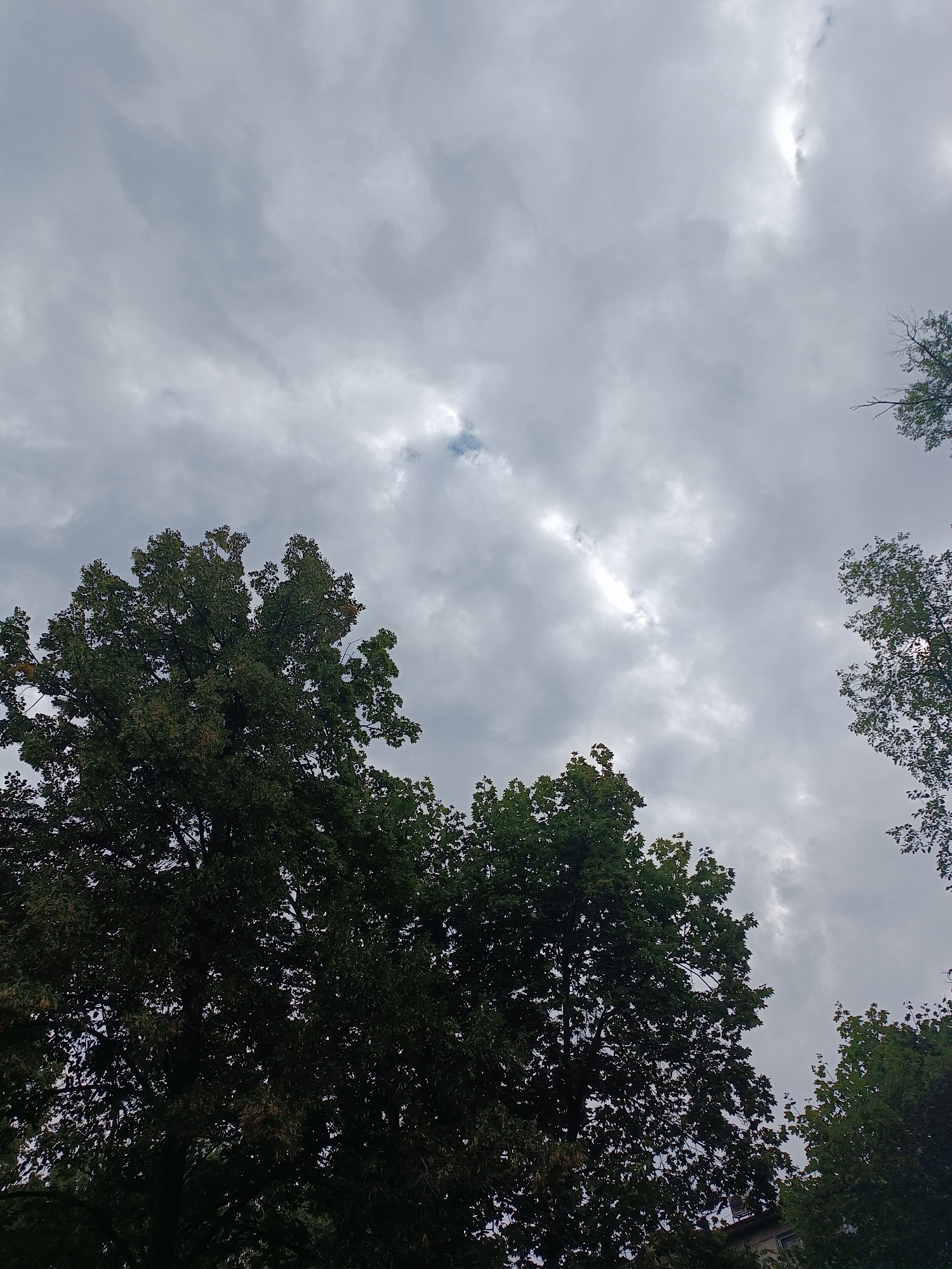 The image captures a view looking upwards towards a cloudy sky, with the tops of several trees in the foreground. The sky is predominantly filled with grey and white clouds, with a bright streak of light visible in the upper center, suggesting the sun is behind the clouds or breaking through them.
The trees are lush and green, with dense foliage. The closest tree, on the left side of the frame, is large and dominates the lower portion of the image. Another tree is visible on the right, with its branches reaching towards the sky. A hint of a building can be seen at the very bottom edge of the frame, suggesting an urban or suburban setting.
The overall impression is of an overcast day, with the natural elements of trees and sky being the primary focus. Without any additional context or identifying landmarks, it is impossible to definitively place this image in Chișinău, Moldova. However, if this scene were to be found in Chișinău, it would likely depict a park, a residential area with mature trees, or a street lined with greenery. The presence of clouds suggests typical weather conditions for many locations, including Moldova.