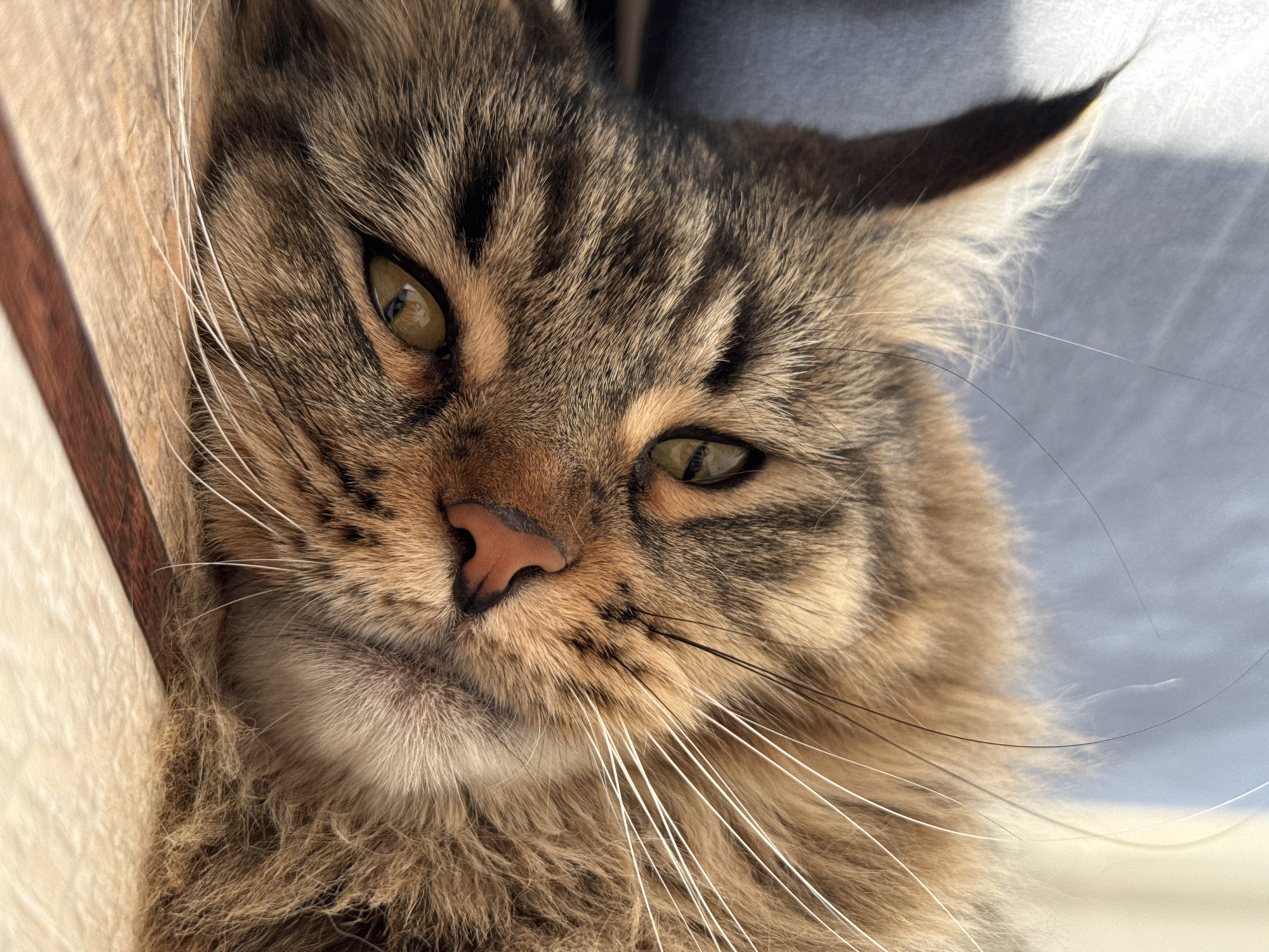 A domestic long-haired cat, exhibiting a brown, tan, and black tabby fur pattern, is observed resting on its right side. The cat's head is tilted slightly, with its light green or amber eyes partially open and looking forward. Its prominent features include long, white facial whiskers, dense ear tufts, and a pinkish-brown nose. The animal's fur appears thick and well-groomed, with some stray hairs visible above its head. The cat rests on a light brown, possibly wooden or tiled surface, which features a darker brown border along the lower edge of the frame. The background is a blurred light blue or gray fabric, illuminated by a strong, natural light source from the upper left, creating a soft shadow. The scene is located indoors within the city of Izhevsk, Russia; however, the precise address or specific type of establishment within Izhevsk is not ascertainable from the visual information provided.