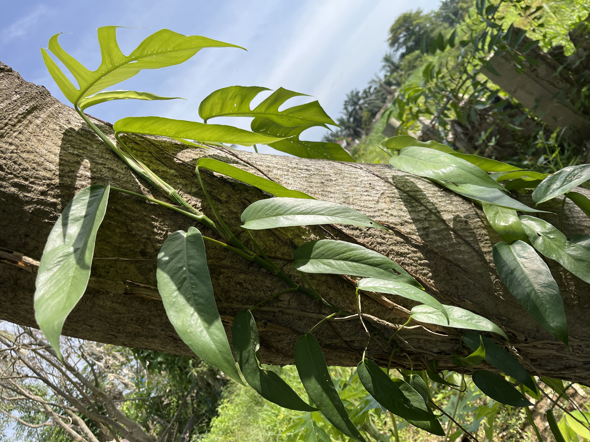 An exterior, eye-level, close-up, vertical shot shows a thick, rough-barked tree trunk on the left side of the frame. A green vine with lanceolate leaves climbs the tree trunk. To the upper right, a bright green, fenestrated leaf on the vine extends towards a bright blue sky. The background consists of lush green foliage, and in the distance, palm trees are visible against the sky. The scene is lit by bright sunlight, casting shadows on the tree trunk. The image was taken in Kota Kuala Simpang, Indonesia.