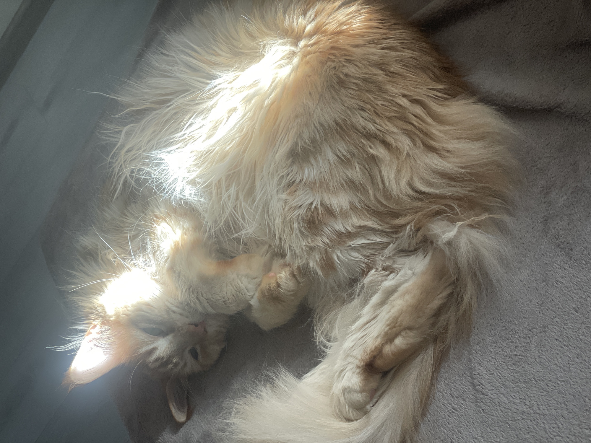 A fluffy, orange-and-white cat is lying curled up on a grey, textured surface, possibly a blanket or rug, in what appears to be a home environment. Sunlight streams across the cat's body, creating bright highlights and shadows. The cat's fur is long and appears soft, with areas of lighter and darker orange tones. Its eyes are closed, and its head is resting on its paws, suggesting it is asleep or very relaxed. The overall mood is peaceful and serene. The image was taken in Rozsoshentsi, Ukraine. The time of day appears to be daytime, as indicated by the bright sunlight. There are no visible text elements in the image.