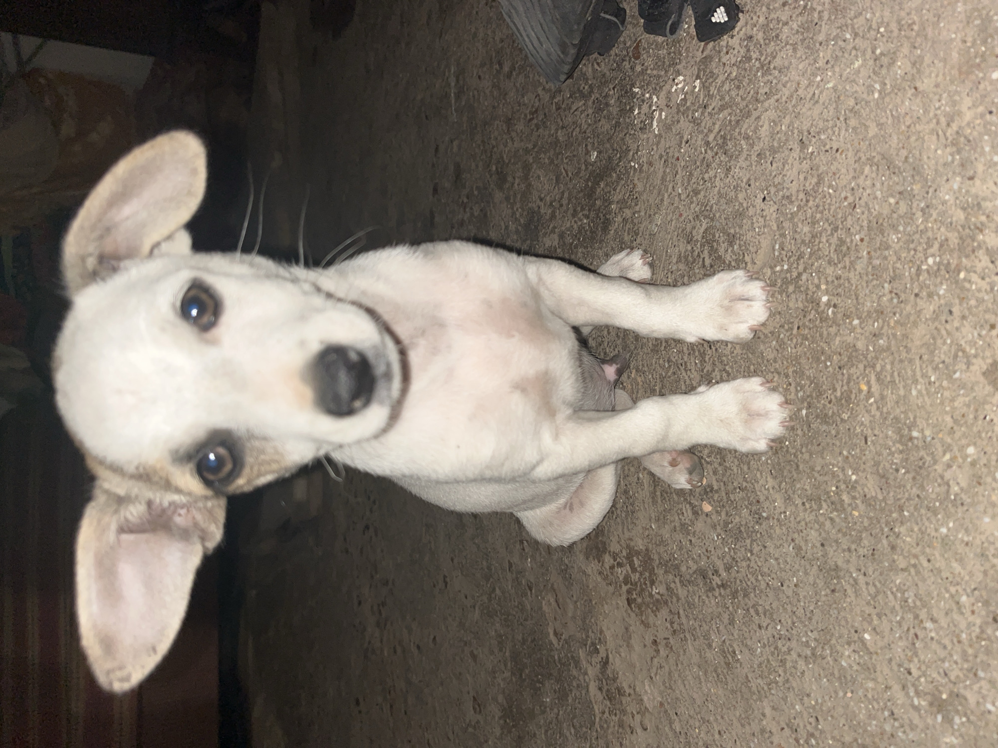 A medium shot captures a young white dog with large ears sitting on a concrete surface. The dog is facing forward, with its head slightly tilted and its eyes looking directly at the camera. Its fur is predominantly white, with patches of light brown fur around its ears and a smudge of brown on its left cheek. The dog's nose is black. Its front paws are positioned in front of its body, and its hind legs are tucked beneath it. The background is dark and out of focus, suggesting an outdoor setting at night or in low light conditions. The concrete surface appears rough and textured. There are no people or other animals visible in the frame. The overall scene depicts a solitary canine subject in a simple, unadorned environment.