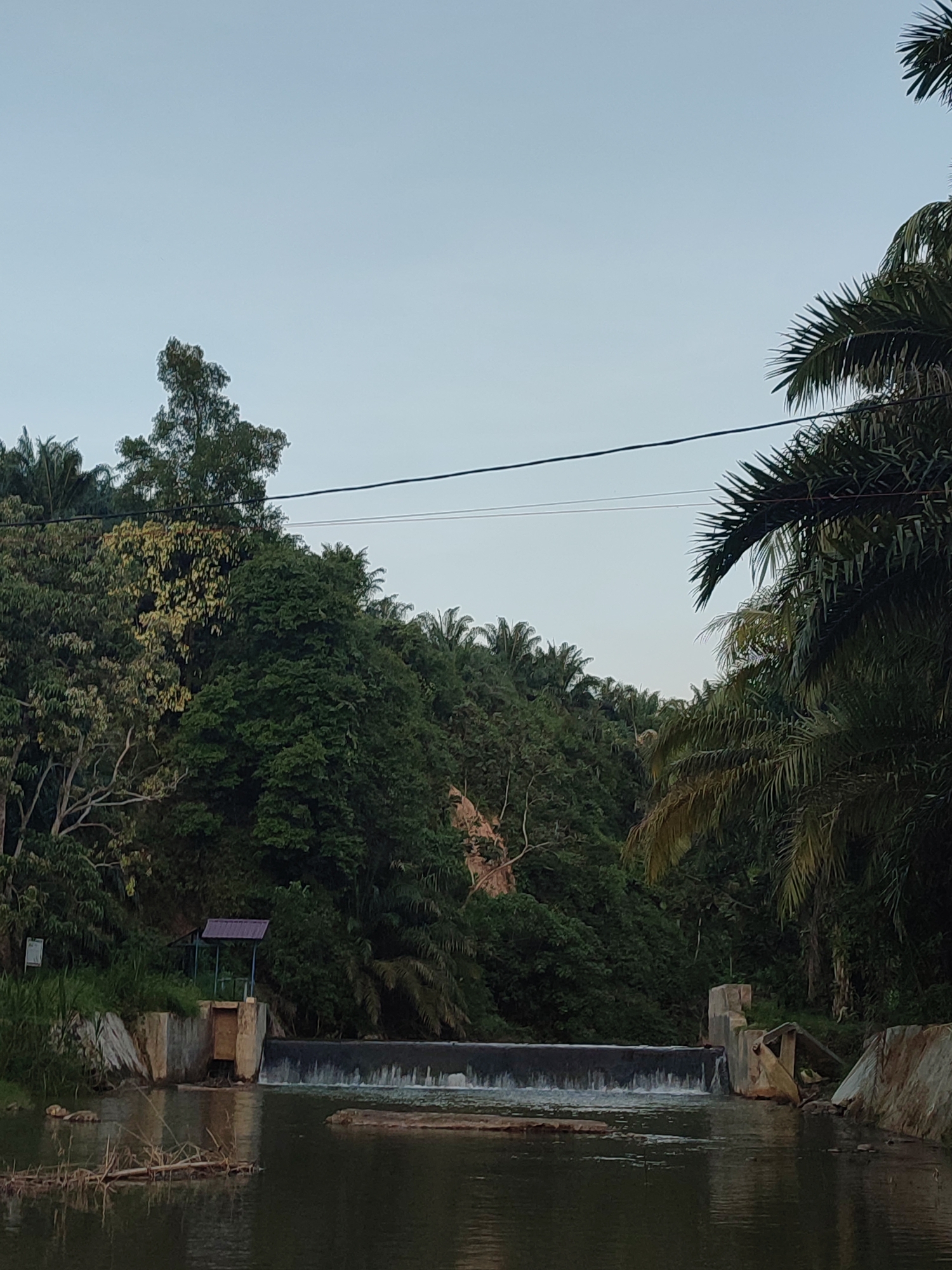 A still shot captures a serene river scene with a small dam in the foreground. The dam features a spillway with water cascading over it, creating a gentle flow. To the left of the dam, a small, open-sided structure with a purple roof is visible. The riverbank is lined with concrete structures and lush green vegetation, including tall trees and palm trees, which dominate the background. The sky above is clear and pale, suggesting it might be dawn or dusk. The scene appears to be located in a natural, possibly rural, setting. Based on the provided information, this image is set in Saweuk, Indonesia.