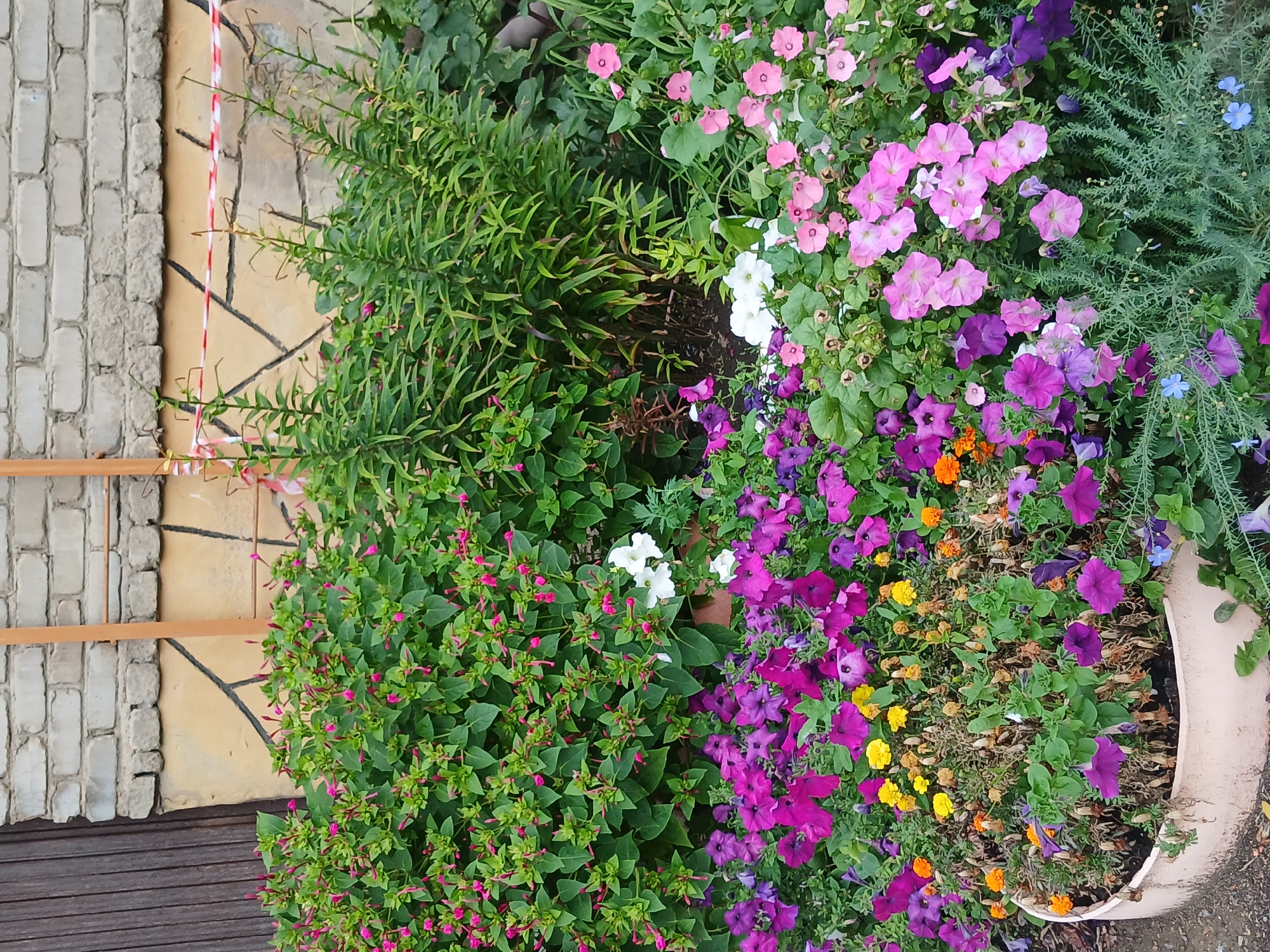 A medium shot captures a vibrant flower bed against a weathered brick and plaster wall in Щучинск қаласы әкімдігі, Kazakhstan. The flowers, a mix of pink, purple, white, yellow, and orange, fill the foreground and spill out of a beige planter at the bottom left. Behind the flowers, dense green foliage creates a lush backdrop. The wall, constructed of light-colored bricks and accented with a yellow plaster section featuring dark diagonal lines, rises behind the plants. A wooden ladder-like structure leans against the wall, partially obscured by the vegetation. Red and white striped caution tape is strung across the top of the plaster section of the wall. A dark wooden door or gate is visible on the far left. The scene is devoid of people.