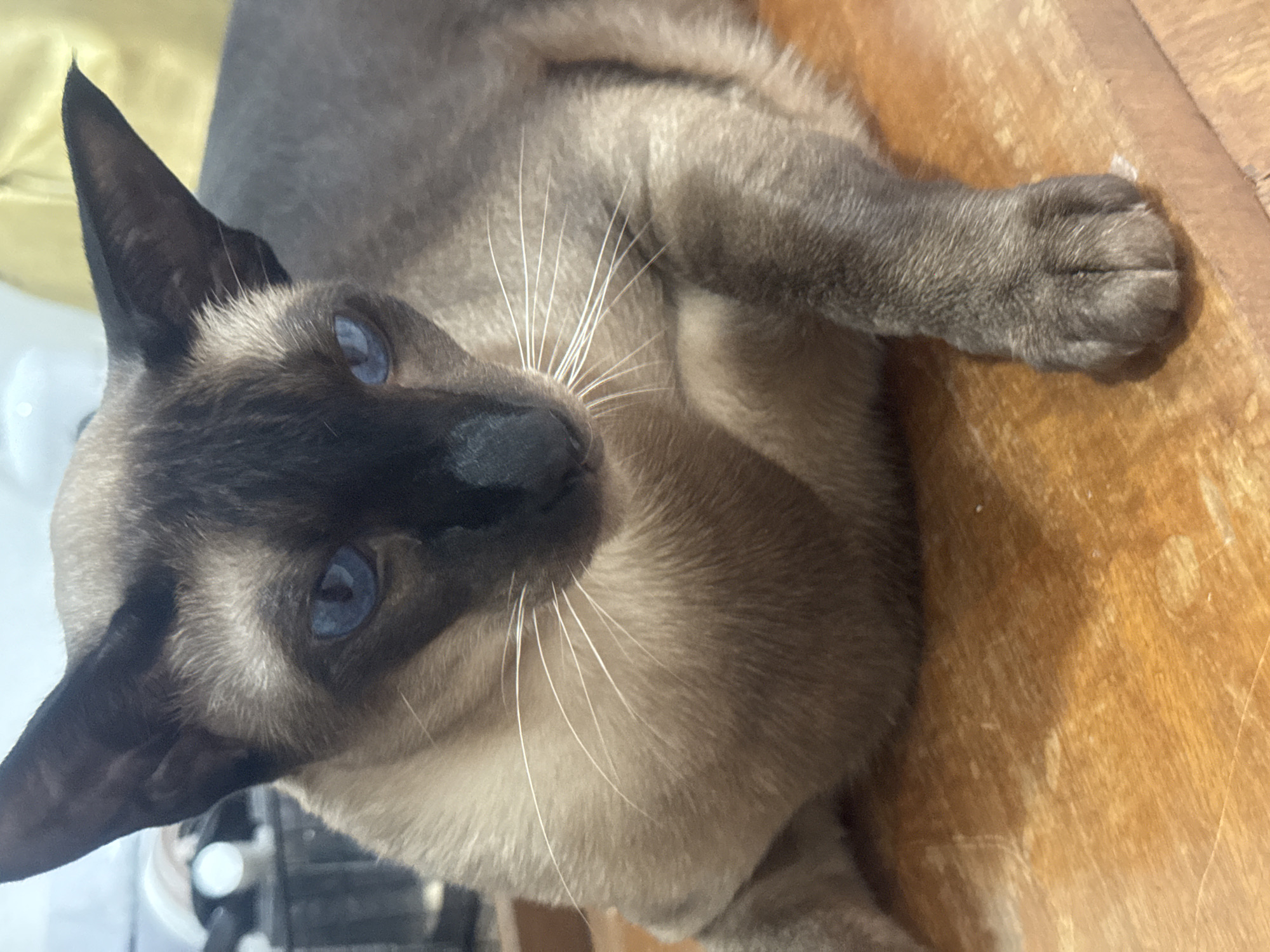 A Siamese cat with bright blue eyes and dark brown points on its ears, face, and legs is lying on a wooden surface. The cat is looking down and to the right. The background is out of focus and appears to be indoors, with a yellow object on the right and some dark shapes on the left. The image was taken in Ramat Gan, Israel.