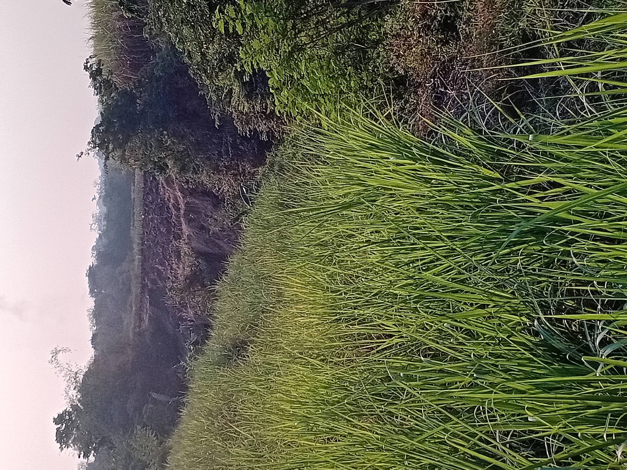 The image depicts a natural landscape with tall, green grass in the foreground, sloping upwards towards a hill. The hill is characterized by exposed, reddish-brown soil and some sparse vegetation. Further in the background, dense green foliage and trees create a natural barrier. The sky above is a pale, hazy color. The overall scene suggests a rural or natural environment within Gebog, Indonesia, likely during daylight hours. No people or specific man-made structures are clearly visible.