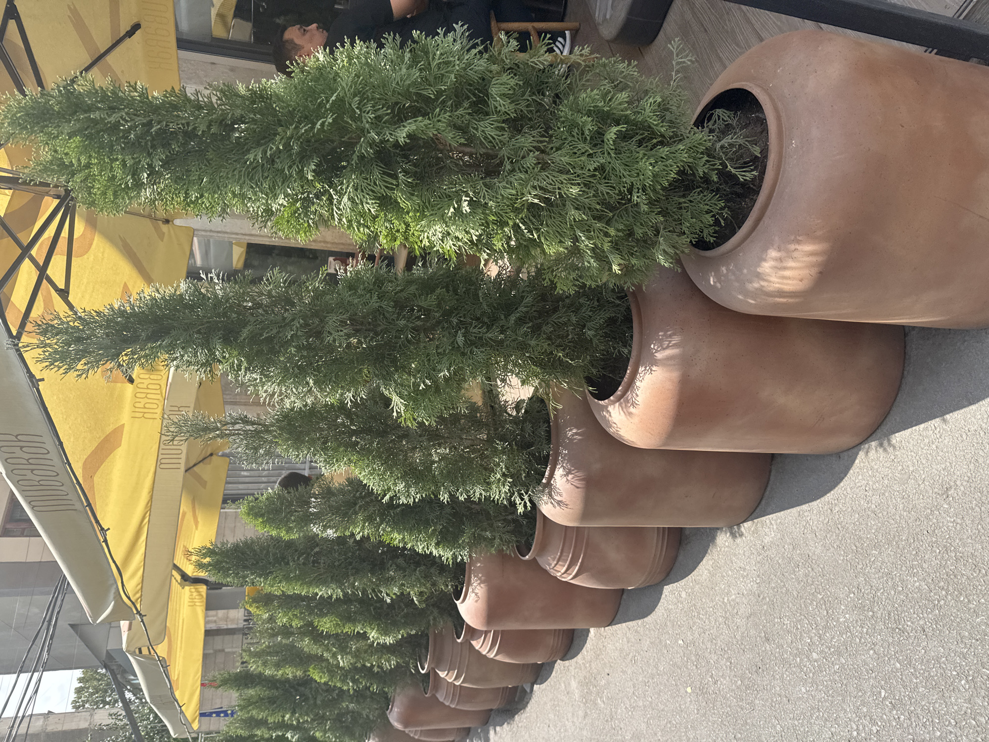 In Bishkek, Kyrgyzstan, a row of conical evergreen trees in large terracotta pots lines a sidewalk. The trees are tall and densely foliated, casting shadows on the gray asphalt. Behind the trees, a yellow awning with the word "MUBAKAR" printed in dark lettering stretches across the scene, suggesting an outdoor seating area for a cafe or restaurant. A man wearing a dark shirt is partially visible sitting at a table under the awning. The overall impression is a well-maintained outdoor space in a city setting.