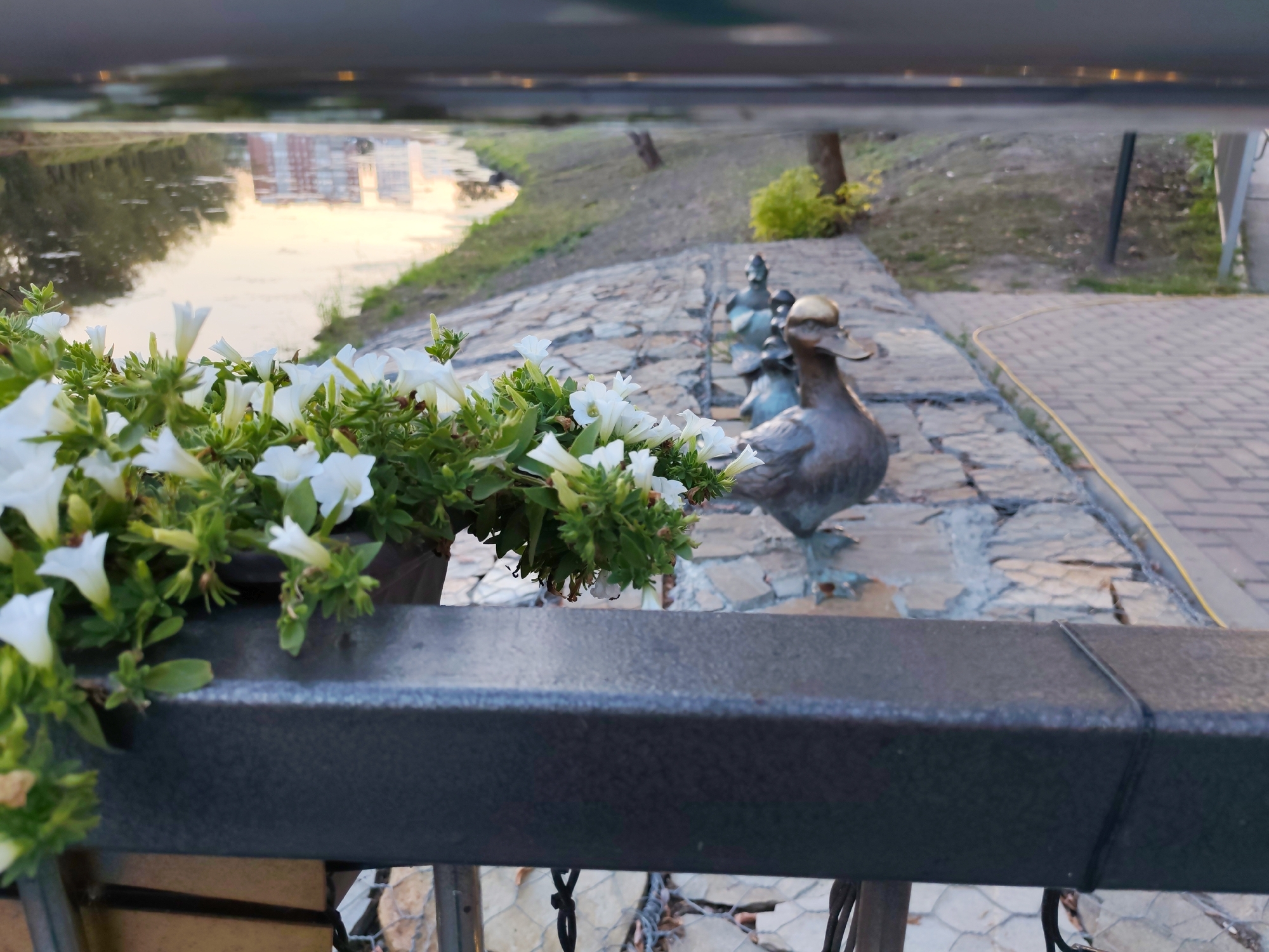 A close-up, eye-level shot focuses on white petunias in a planter box, blurred by a dark metal railing in the foreground. Beyond the flowers, a paved walkway made of irregular stones leads to a series of bronze duck sculptures. One duck, slightly out of focus, is positioned prominently. The walkway borders a body of water, possibly a canal or river, where reflections of buildings and the sky are visible. The background shows a grassy embankment and scattered trees. The lighting suggests it is either early morning or late afternoon.