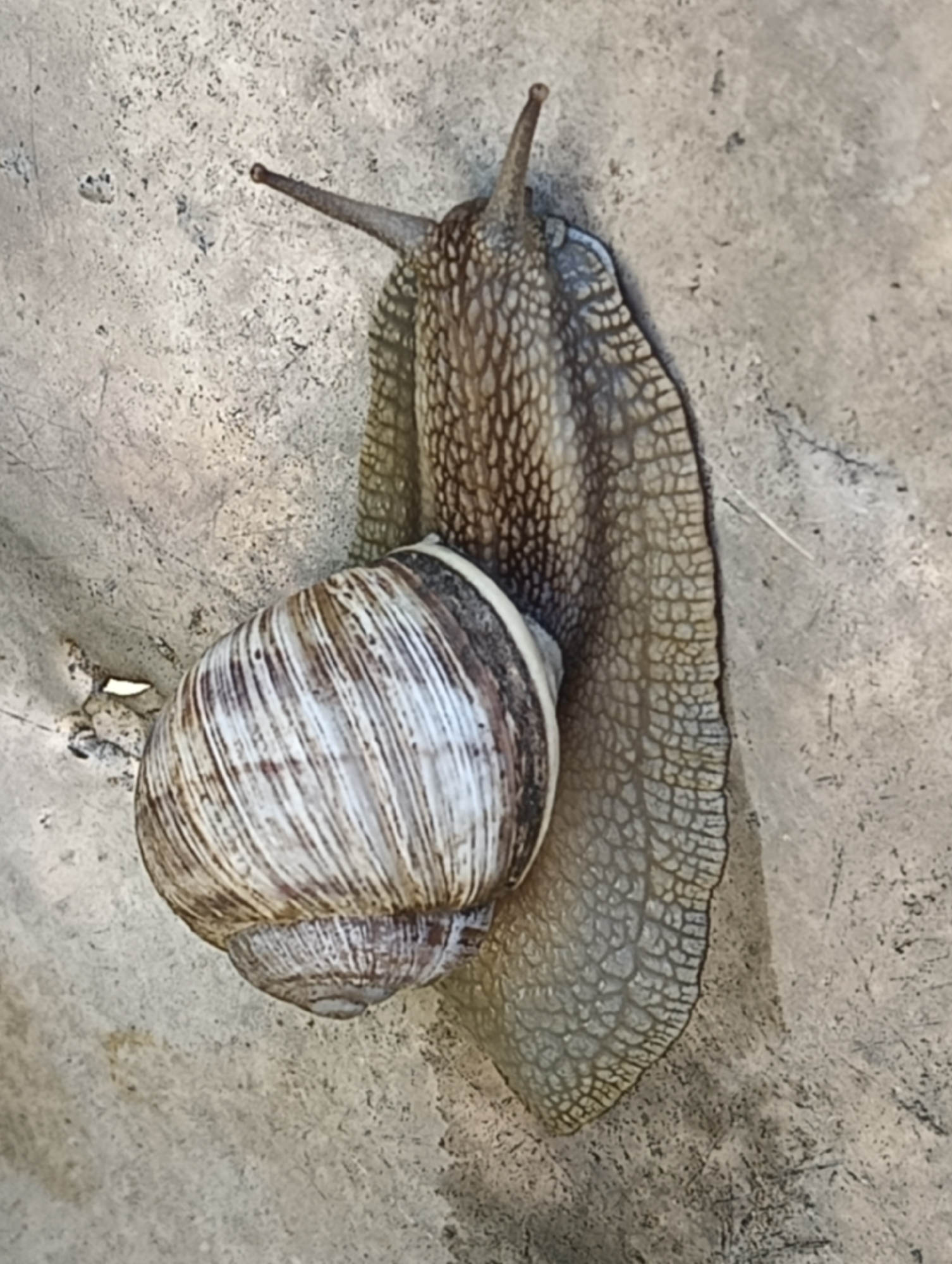 A snail is pictured crawling on a textured, light-colored surface. The snail's shell is oval and has a pattern of alternating light and dark brown stripes. Its body is extended, with a dark brown, segmented texture. The snail's head is visible, with two long antennae protruding forward. The surface it is on appears to be concrete or a similar material with some small imperfections and debris. The lighting suggests an outdoor environment, with a shadow cast by the snail on the surface. The image does not contain any information about the city of Biliaivka, Ukraine.