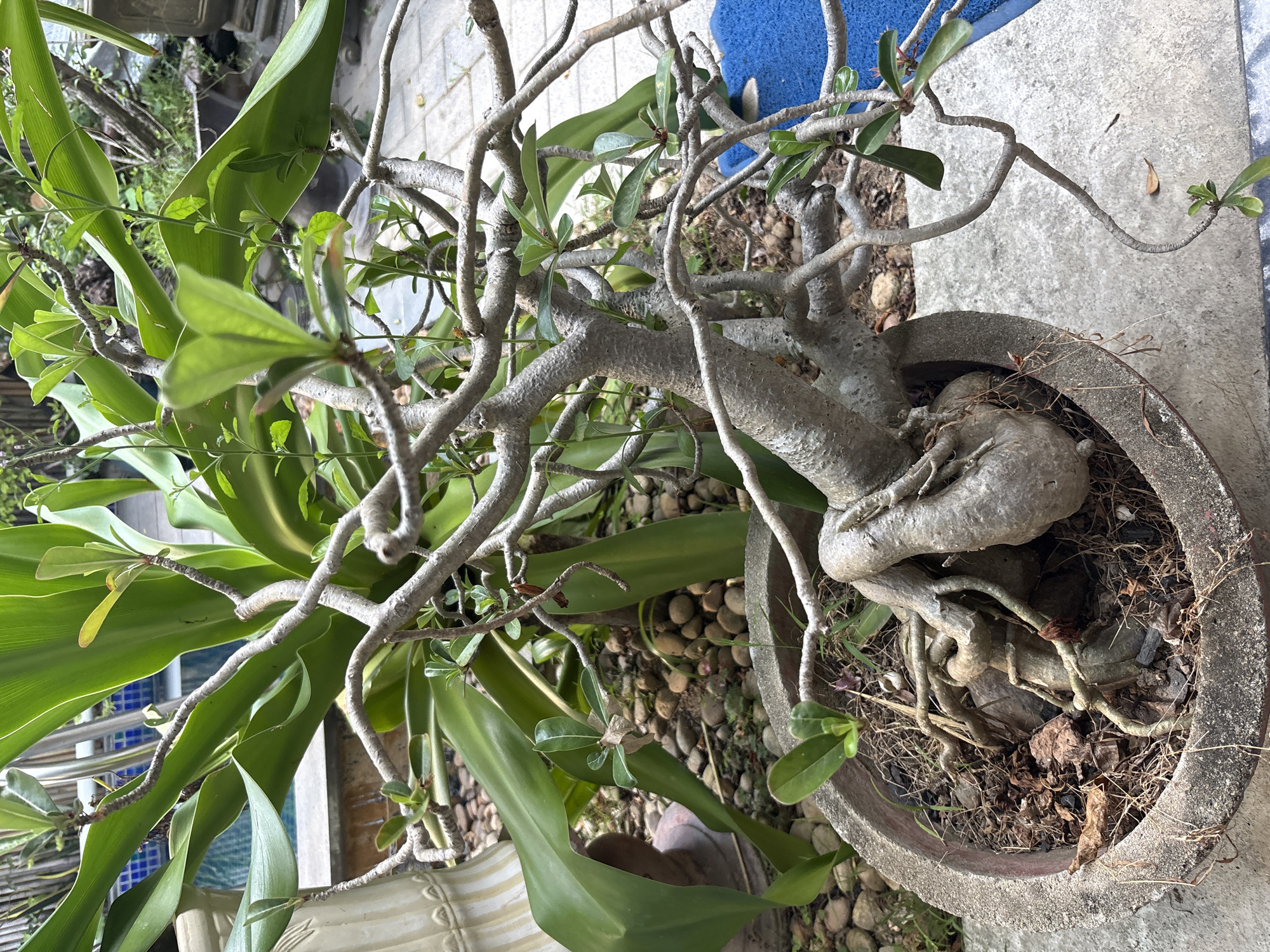 The image displays a close-up view of a potted plant, likely an Adenium or desert rose, with a thick, gnarled trunk and numerous branches. The plant is in a weathered concrete pot filled with soil, dried leaves, and some exposed roots. The branches are a pale gray, some reaching outwards and upwards, with small green leaves emerging from them. In the background, a large-leafed green plant is visible, along with a stone-covered ground surface. Further in the background, a glimpse of a swimming pool with blue tiles and a light-colored decorative pillar suggests an outdoor residential or resort setting. The ground is paved with light-colored concrete slabs. The scene appears to be an outdoor garden or patio area in a location that experiences warm weather, consistent with Nha Trang, Vietnam. There are no people or animals present in the image.