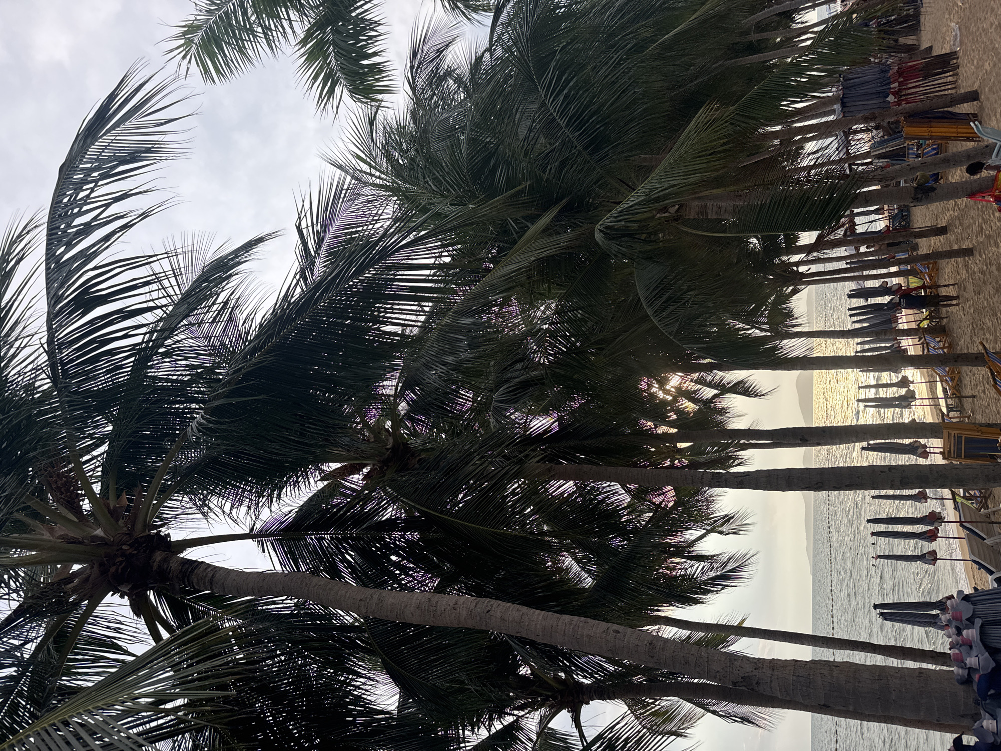 This image captures a serene tropical beach scene in Pattaya City, Thailand, featuring numerous palm trees silhouetted against a bright sky. The photograph is taken from a low angle, looking up through the dense canopy of dark green palm fronds that dominate the foreground and upper parts of the frame.
Beyond the immediate foliage, multiple tall palm tree trunks line a sandy beach, extending towards the water. In the midground, rows of beach umbrellas and sun loungers are visible on the sand, with several indistinct figures of people relaxing or walking along the shore. The ocean stretches into the background, reflecting a golden, shimmering light that suggests either an early morning sunrise or a late afternoon sunset. The sky is partly cloudy, with bright patches where the sun's rays break through, creating a warm glow that contrasts with the shadowed trees.
Distant mountains or landmasses are faintly visible on the horizon, adding depth to the landscape. The overall mood is one of peace and relaxation, characteristic of a tropical vacation spot. No discernible text is visible in the image.