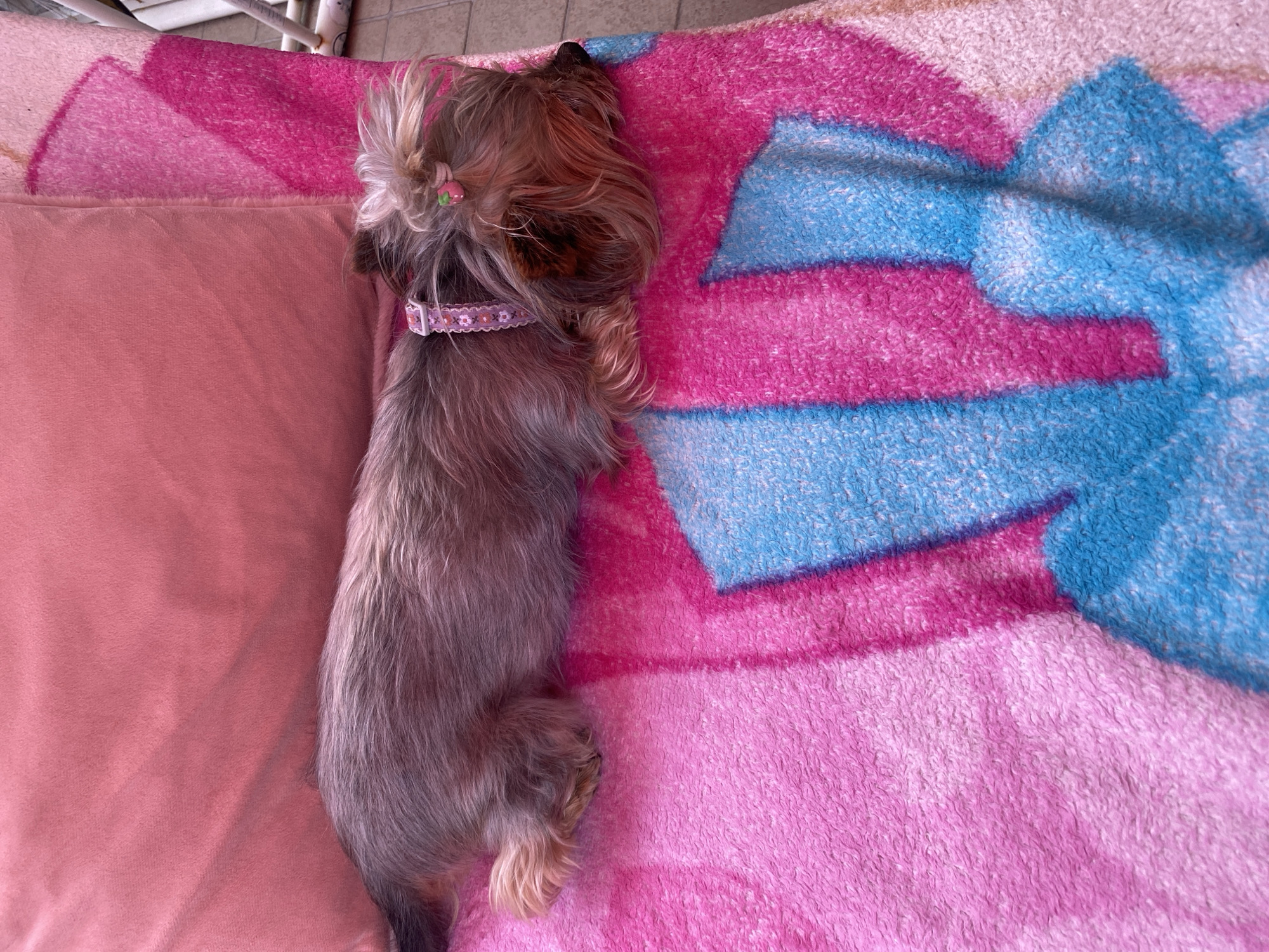 A small dog with grey and tan fur is sleeping on a pink blanket with a blue and pink pattern. The dog is wearing a pink collar with white flowers and has a small pink strawberry-shaped clip in its hair. The dog is lying on its side with its head resting on its paws. The blanket is spread out on a pink surface, possibly a cushion or another blanket. In the background, a white railing is visible. This scene is likely from a residential outdoor area in Parma, Italy.