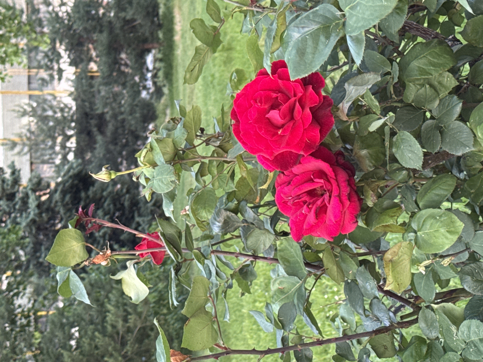 The image shows two red roses blooming amidst a lush green bush with leaves of varying sizes and shades. Some rose branches are visible, bearing thorns. In the background, a blurred cityscape can be discerned with greenery, likely trees and grass, partially obscuring the urban structures. The scene suggests a garden or park setting within a city, Plovdiv, Bulgaria.