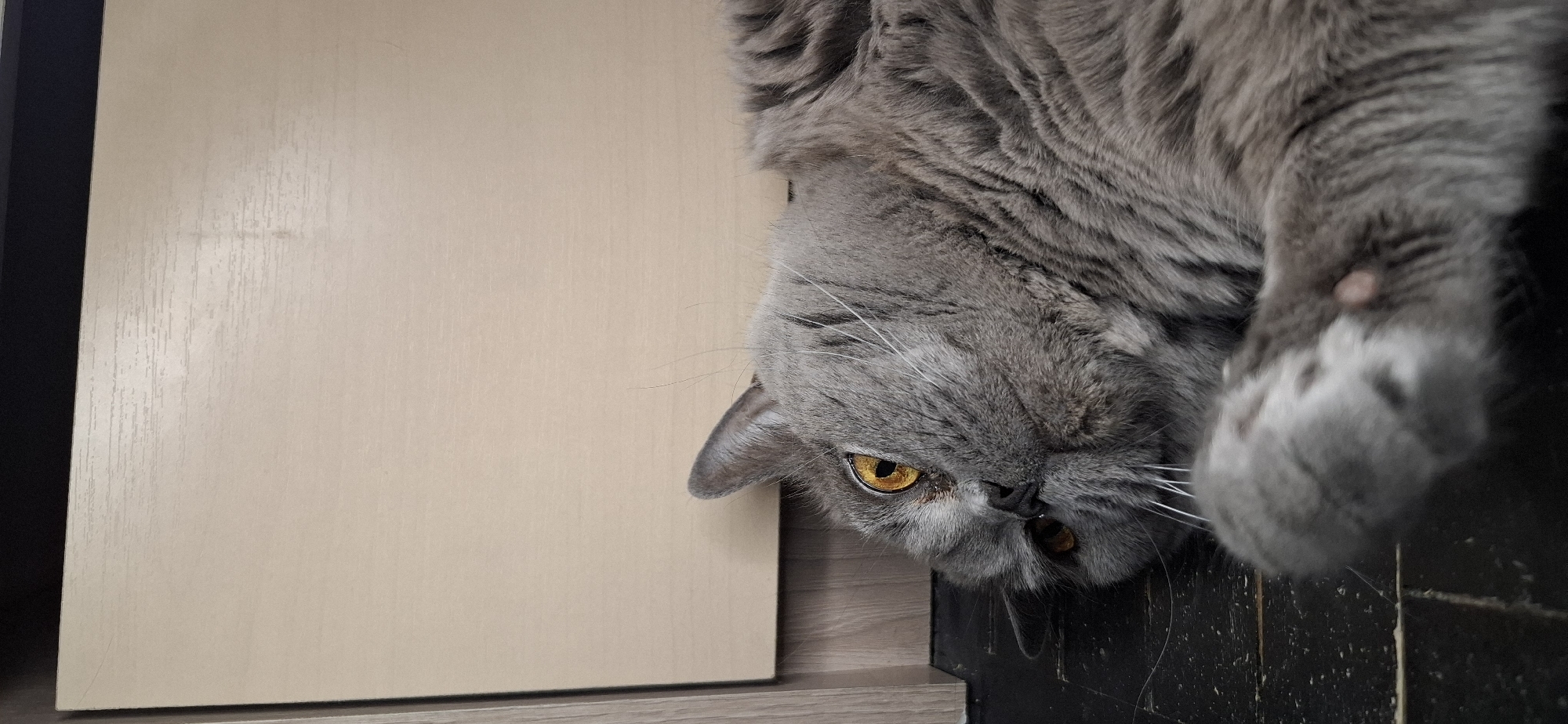 A gray British Shorthair cat is lying upside down on a black shelf next to a beige cabinet in an indoor setting. The cat has amber eyes and gray fur. The exact location is not identifiable from this image.