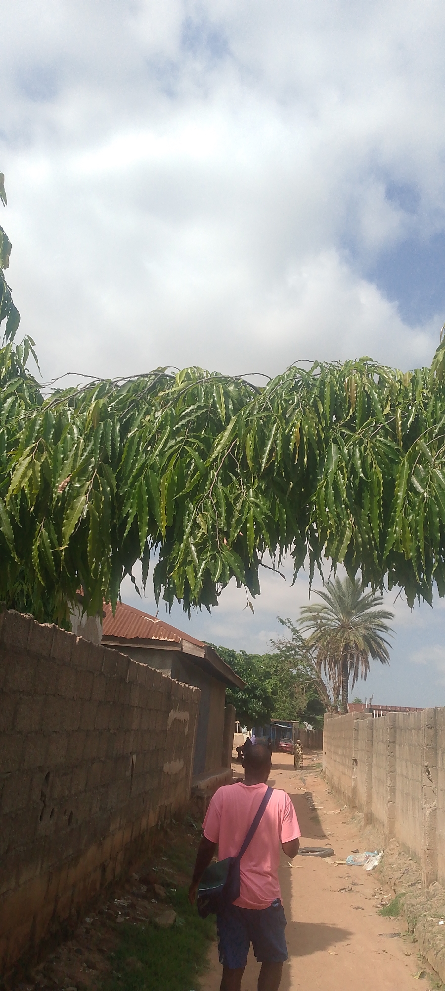 In Jalingo, Nigeria, a narrow dirt road runs between two walls, one made of rough, beige bricks and the other of lighter, smoother concrete blocks. Overhanging from the left, dense green foliage from a tree with long, narrow leaves drapes across the upper portion of the frame, obscuring the sky. A man, seen from behind, walks away from the camera down the road. He wears a pink t-shirt and blue shorts, with a dark bag slung over his right shoulder. A few meters ahead, a woman in a patterned dress walks in the same direction, and further down the road, a red car is visible. To the right of the road, a tall palm tree stands prominently. The environment appears to be a residential or semi-rural area, with simple buildings and a sandy, unpaved road.