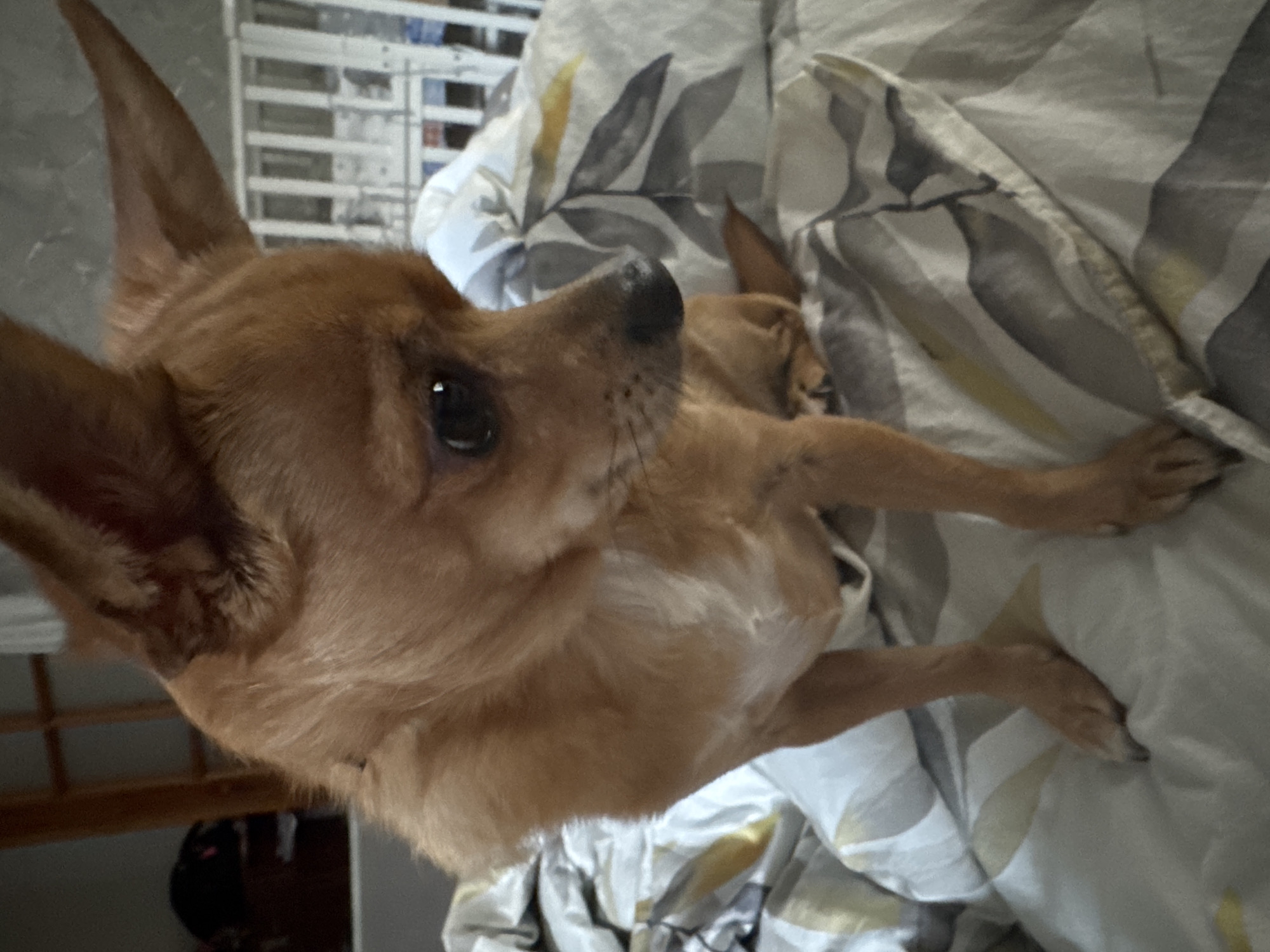 A light brown, short-haired dog is lying on a bed covered with a gray and white patterned comforter. The dog's head is in the foreground, with its right ear perked up. The dog's body is stretched out, and another dog is lying slightly behind it. In the background, there is a white structure with horizontal slats, and a dark object partially visible in the lower left corner. There is no clear indication of the city of Chaikovsky, Russia.