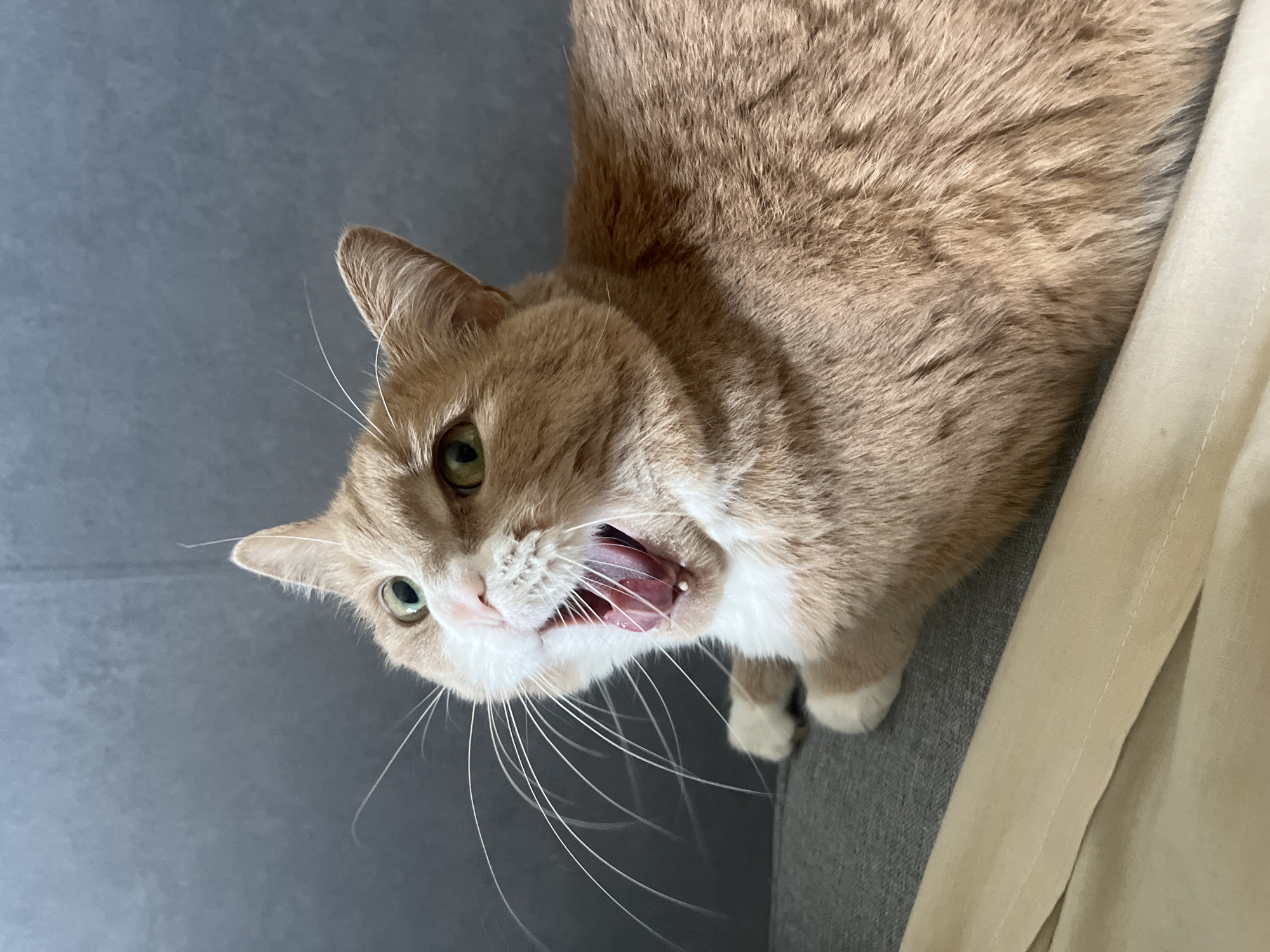 The image shows a close-up of an orange and white cat yawning. The cat's mouth is wide open, revealing its tongue and teeth. Its eyes are green and slightly squinted. The cat is lying on a grey sofa. To the left of the cat, there is a beige fabric object. The background is a grey wall. The image is taken from a slightly high angle.