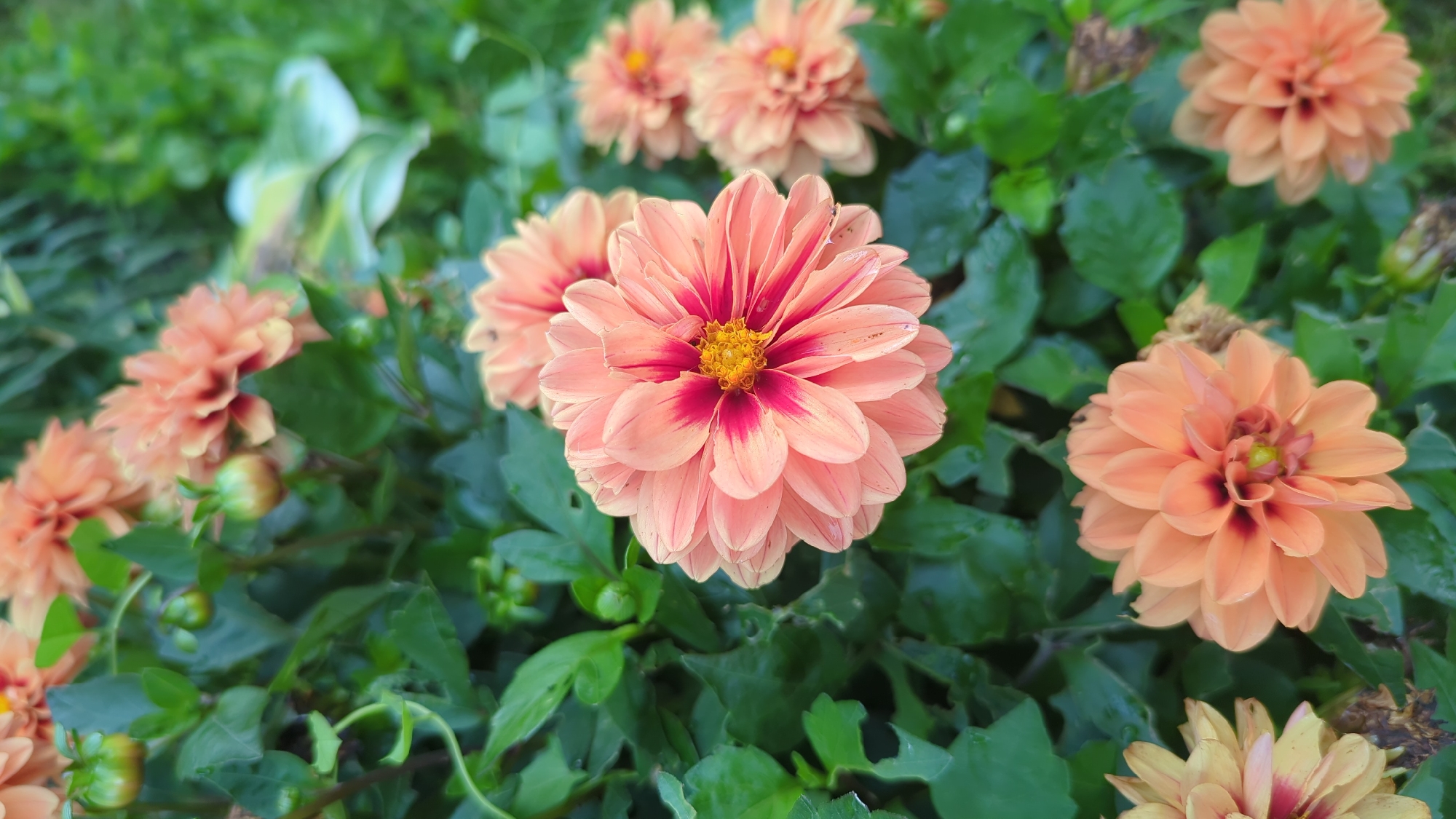 This is a close-up, vertical, eye-level shot of several salmon-colored dahlia flowers in full bloom. The flowers have many layered petals with darker pink or crimson streaks radiating from the center, which is a vibrant yellow. The background is a soft blur of green leaves and foliage, suggesting a garden setting. The flowers are wet, indicating recent rain or watering. There are also a few small, green dahlia buds visible among the leaves. The image appears to be taken outdoors in natural light. There are no people or animals in the frame. The scene does not provide any specific indicators to pinpoint its location within Montreal, Canada.